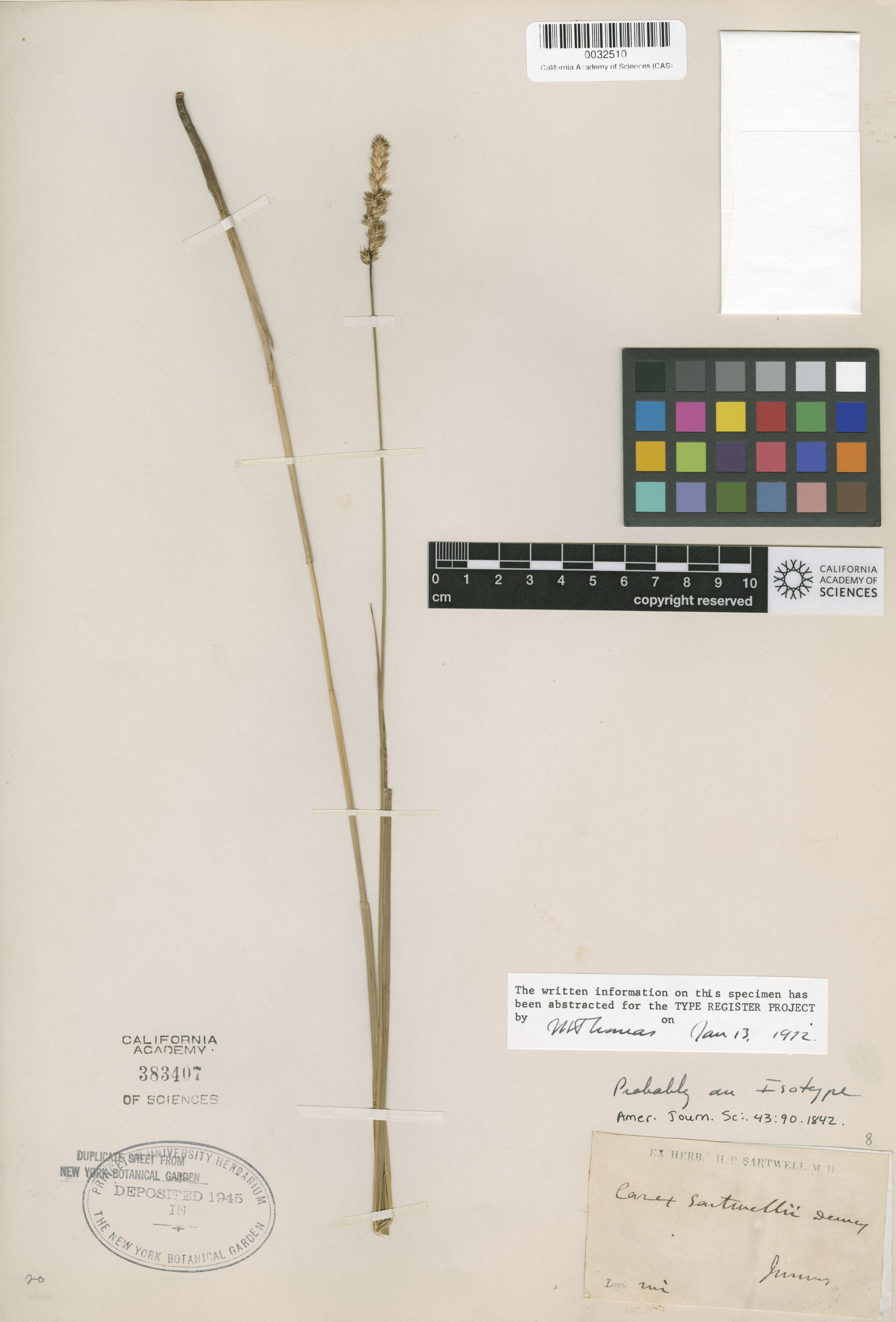 Carex sartwellii image