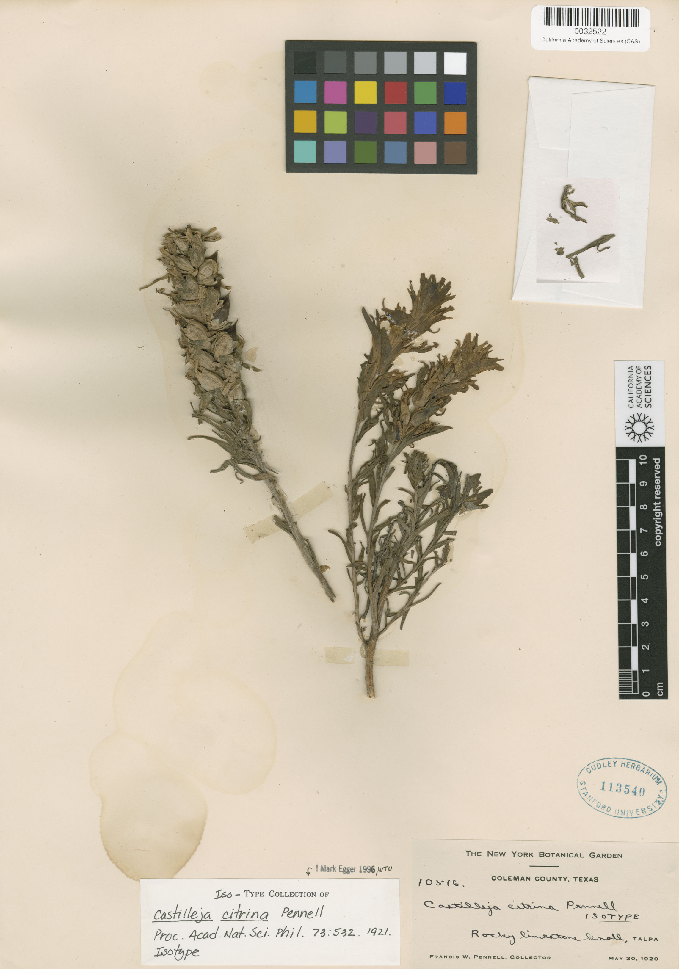 Castilleja citrina image