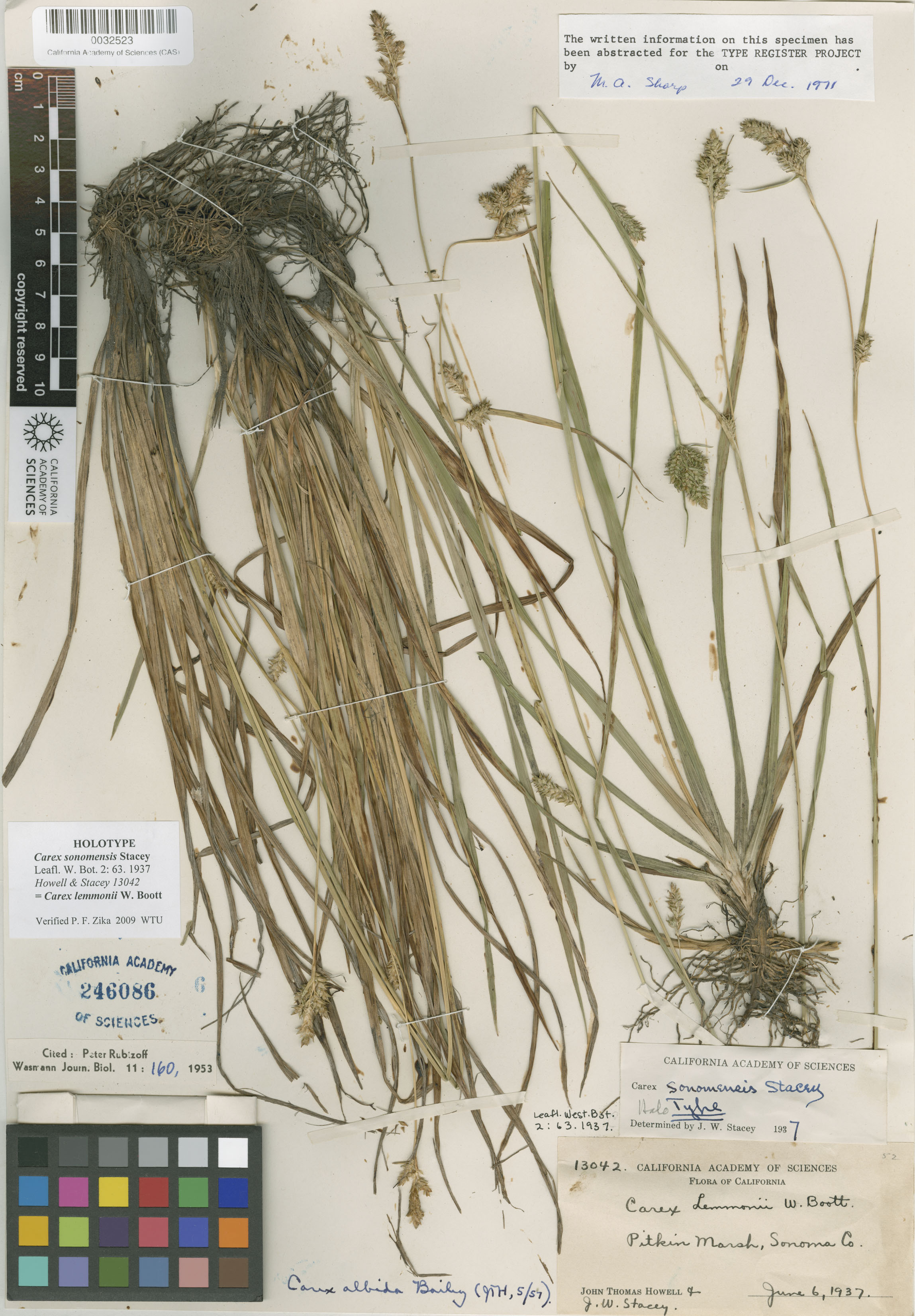 Carex albida image