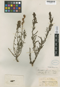 Castilleja pruinosa image