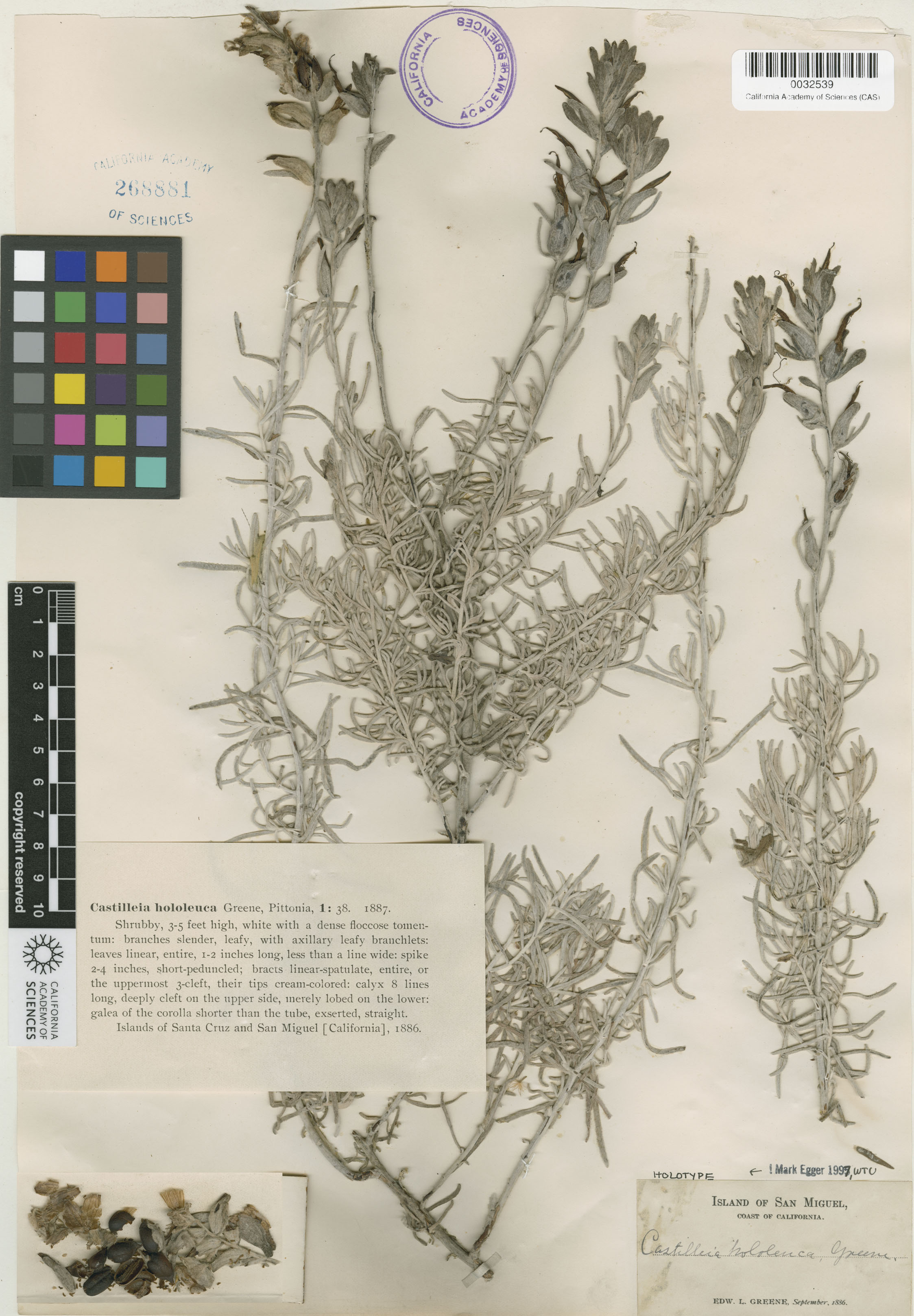 Castilleja hololeuca image