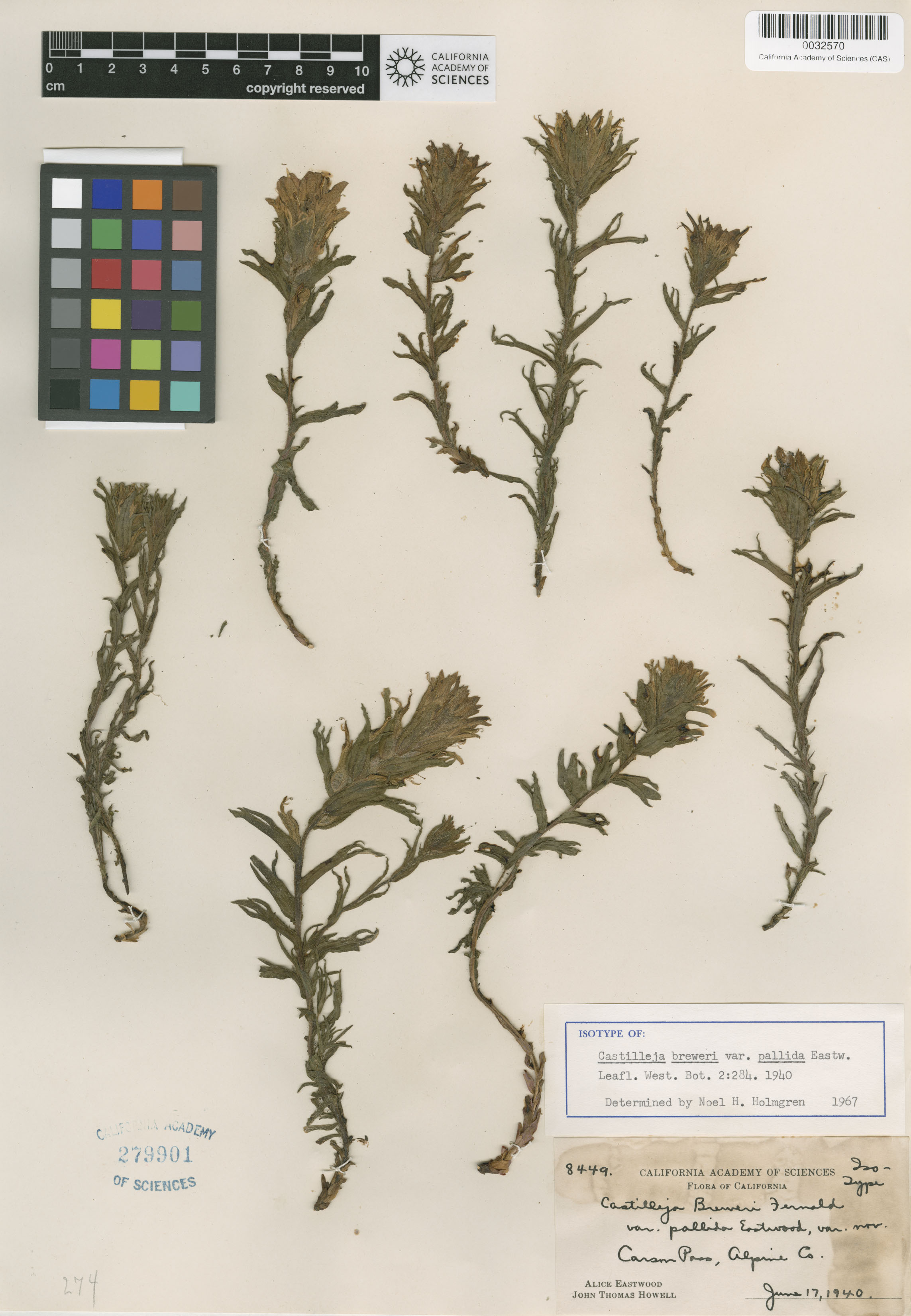 Castilleja applegatei ssp. pallida image