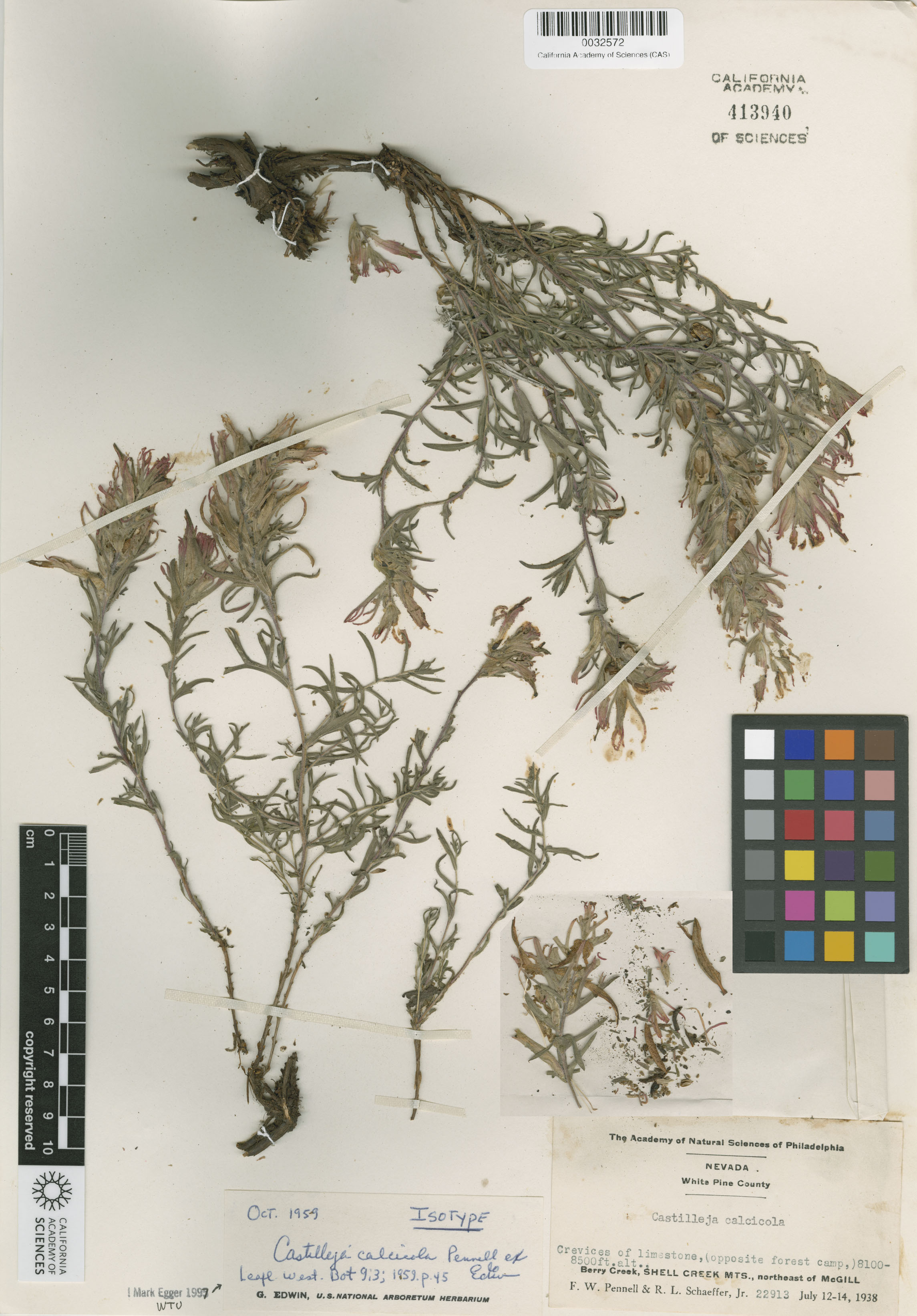 Castilleja calcicola image