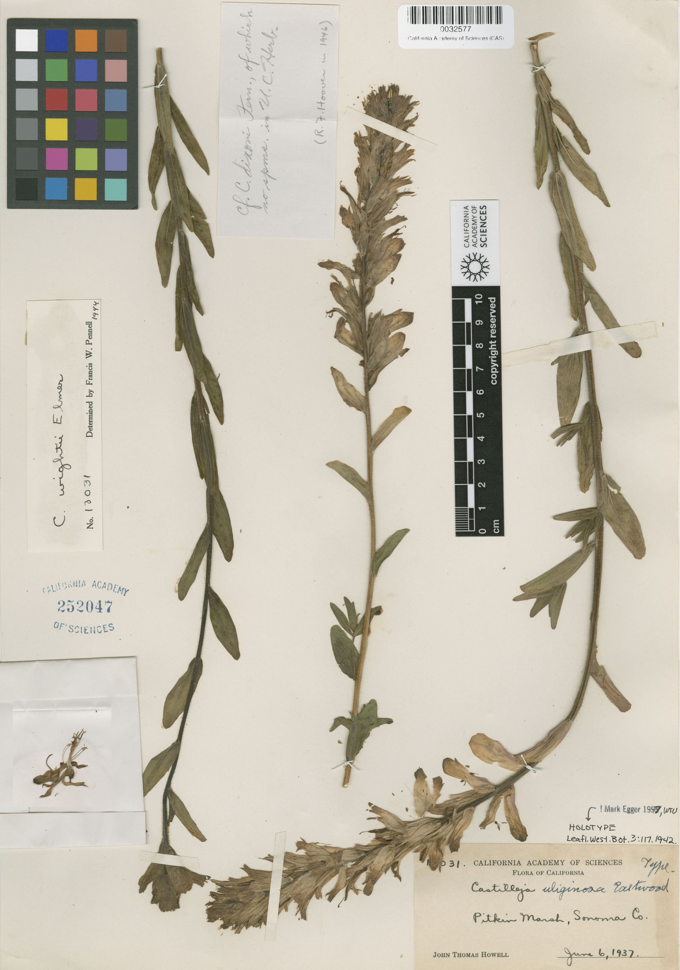 Castilleja uliginosa image