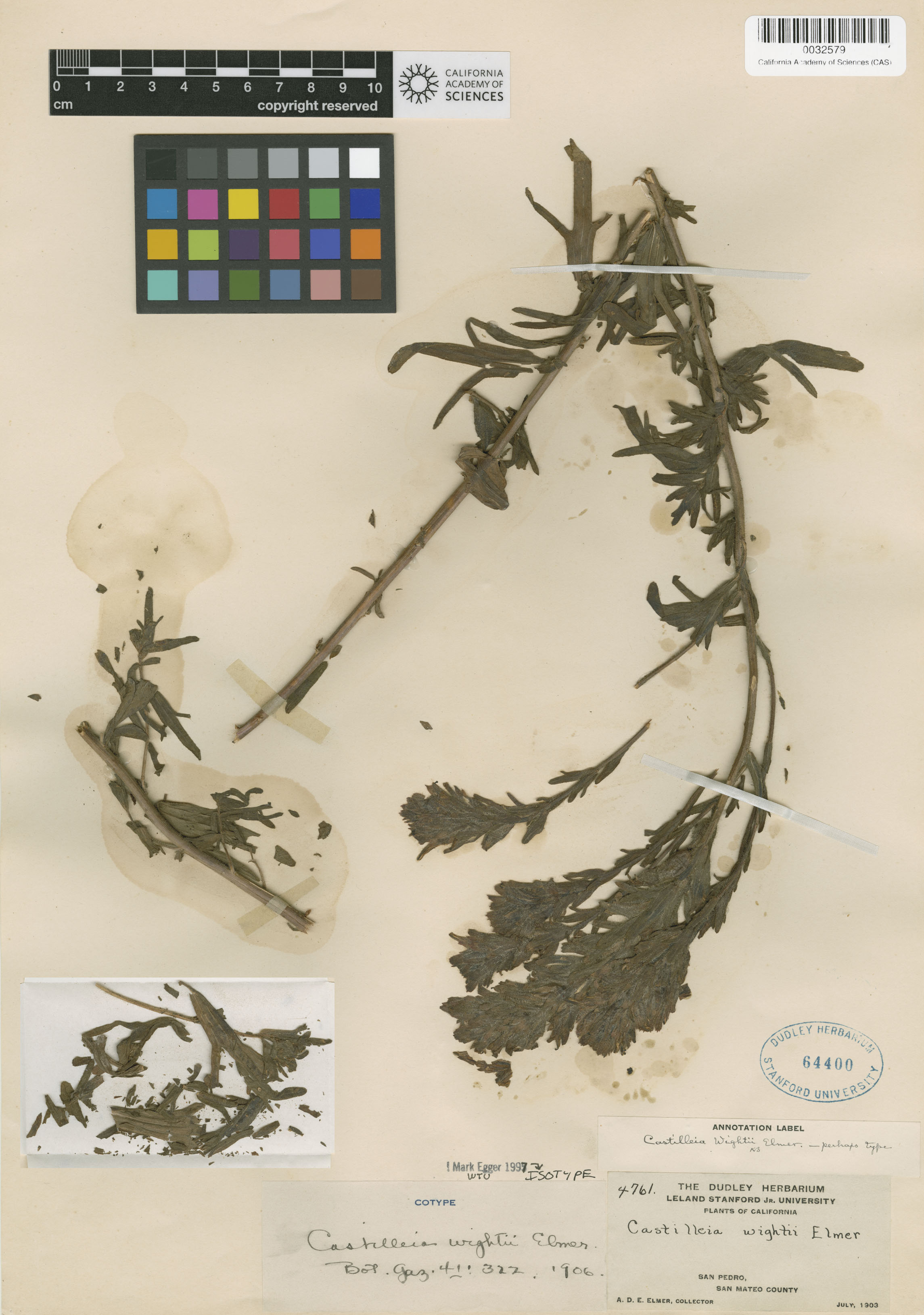 Castilleja wightii image