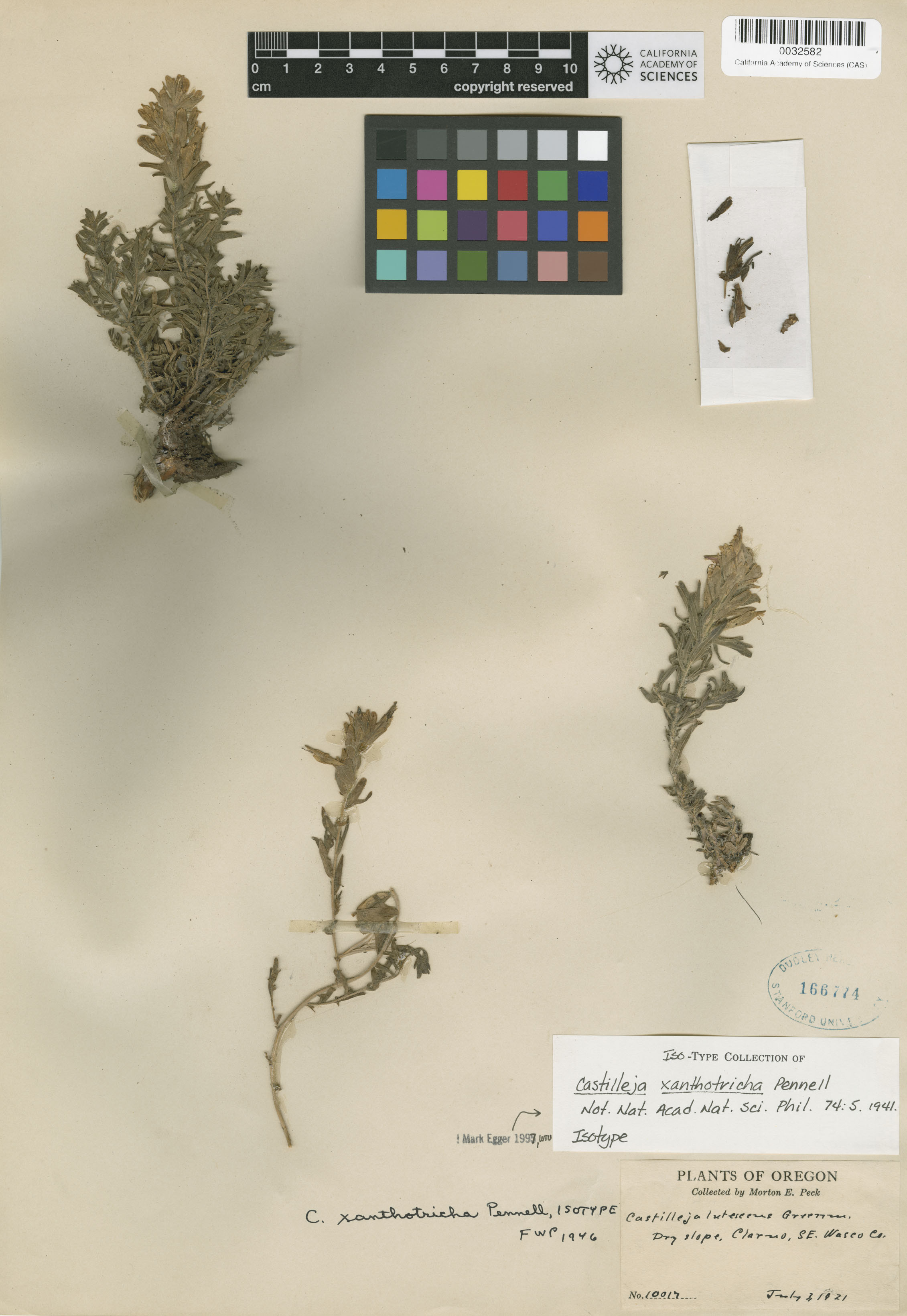 Castilleja xanthotricha image