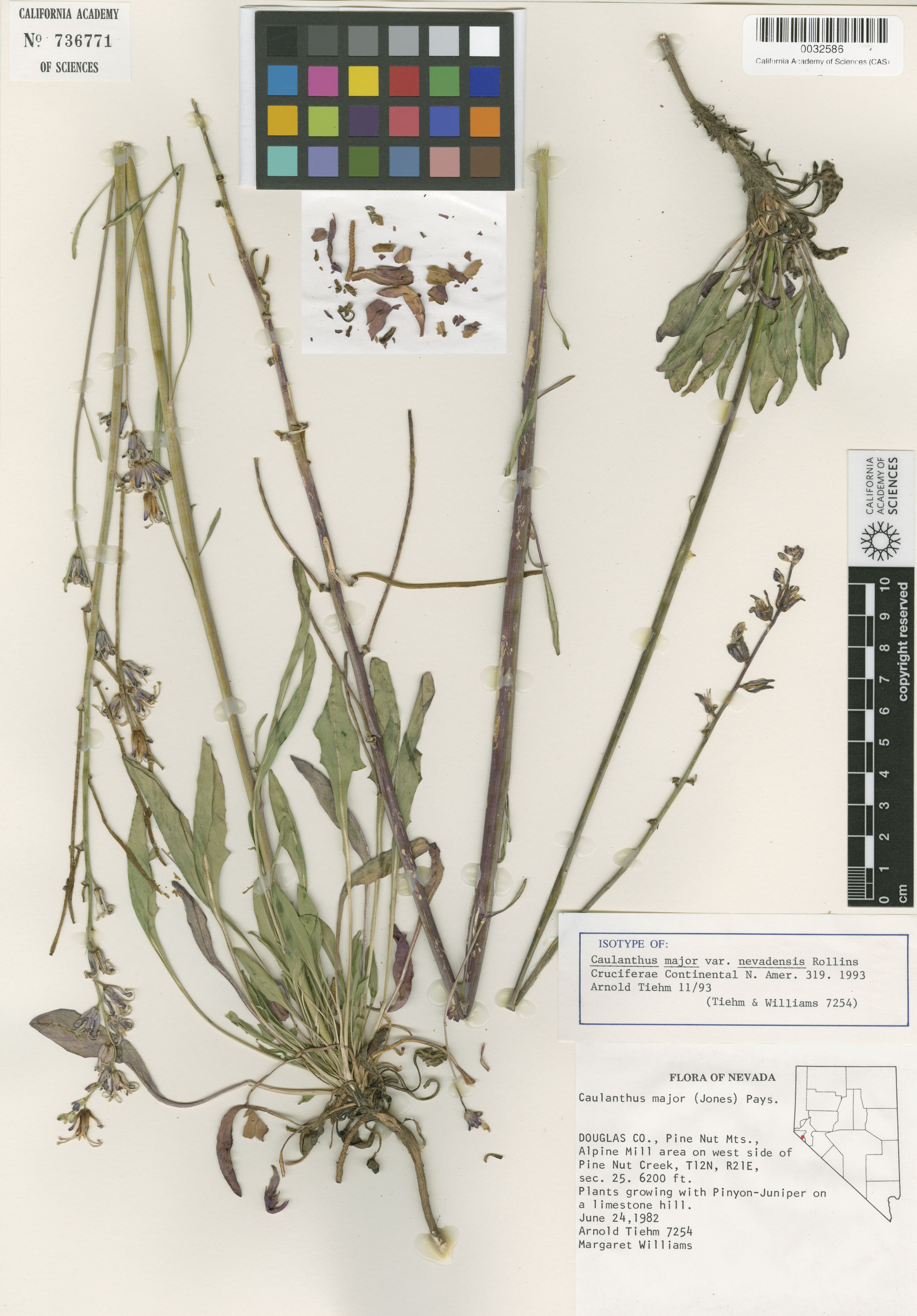 Caulanthus major image