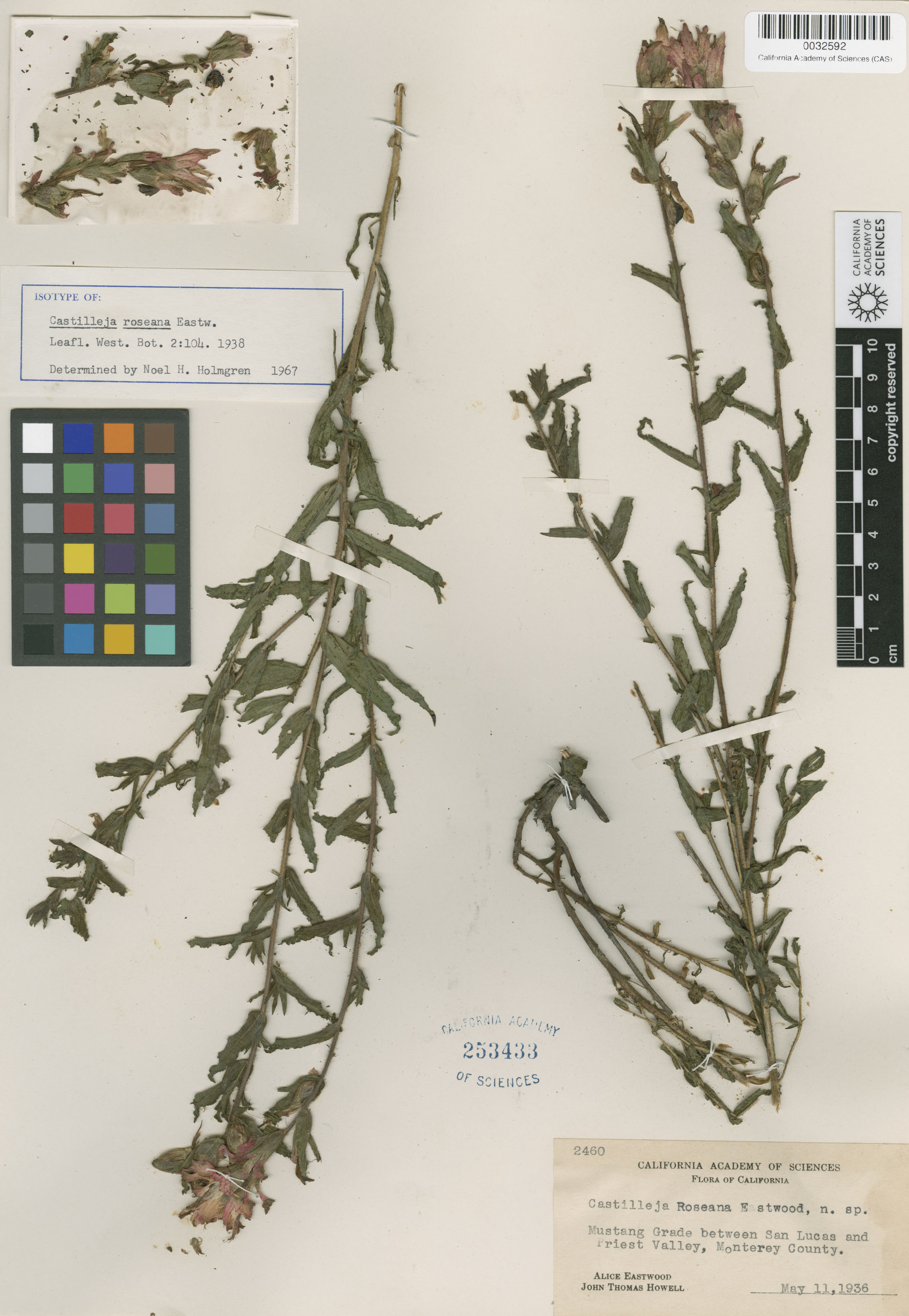 Castilleja roseana image