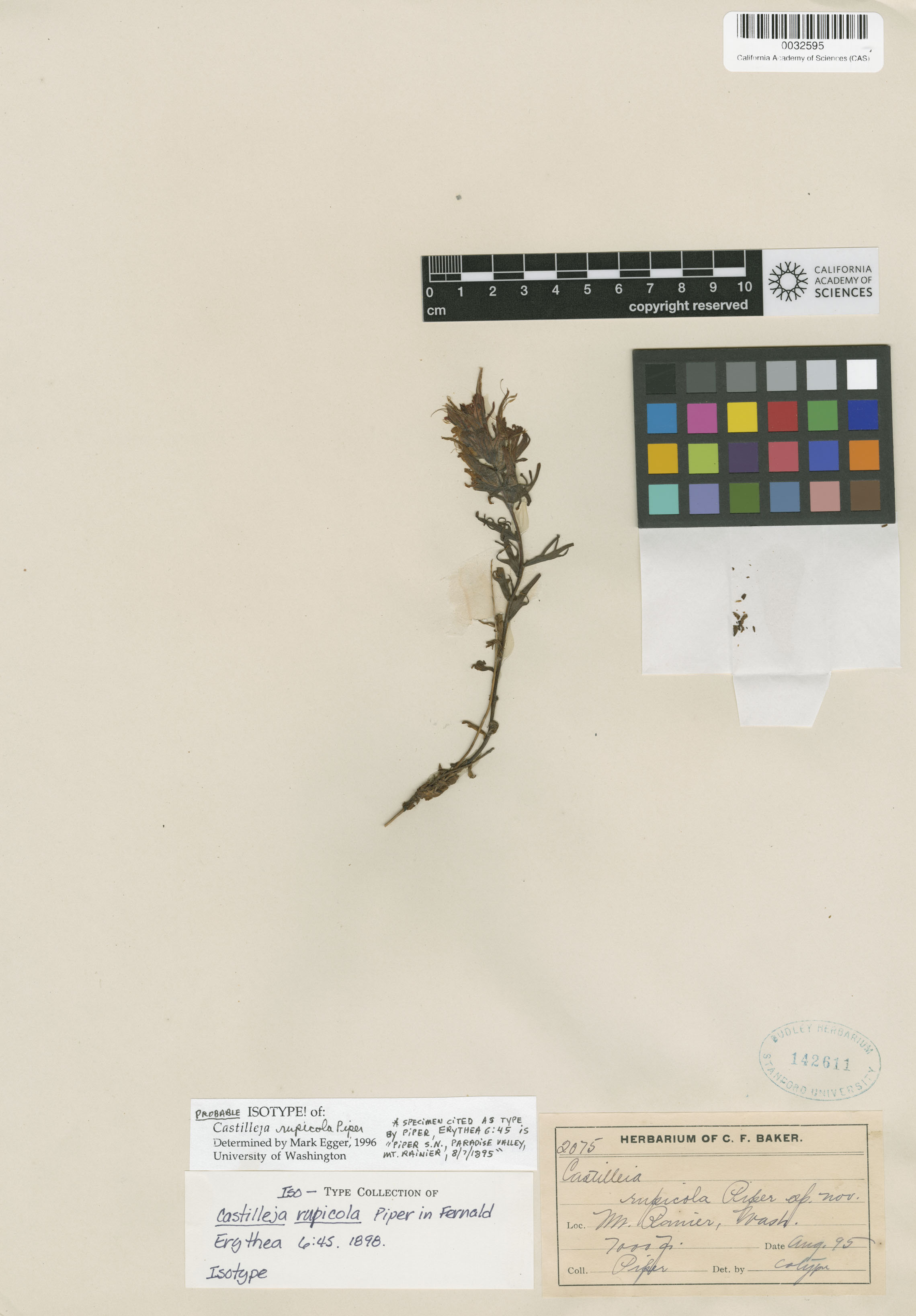 Castilleja rupicola image