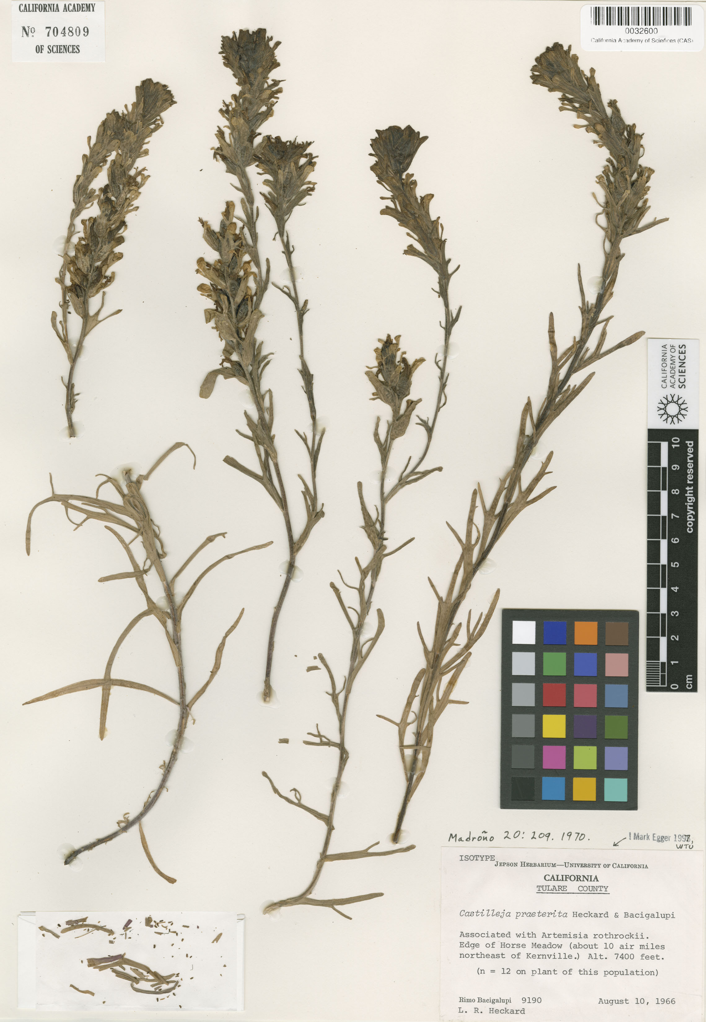 Castilleja praeterita image