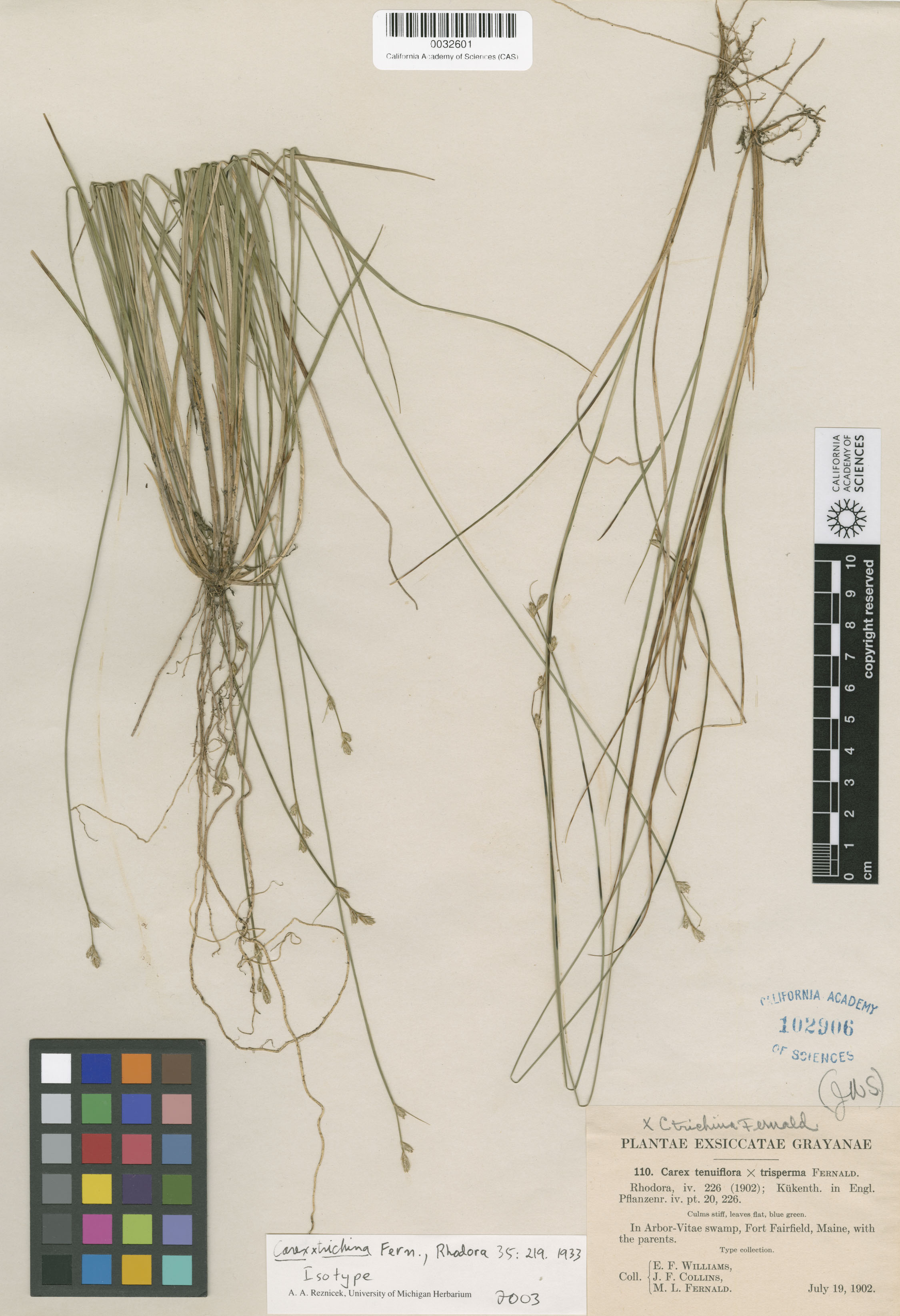 Carex X trichina image