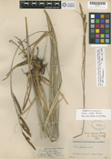 Carex spissa image