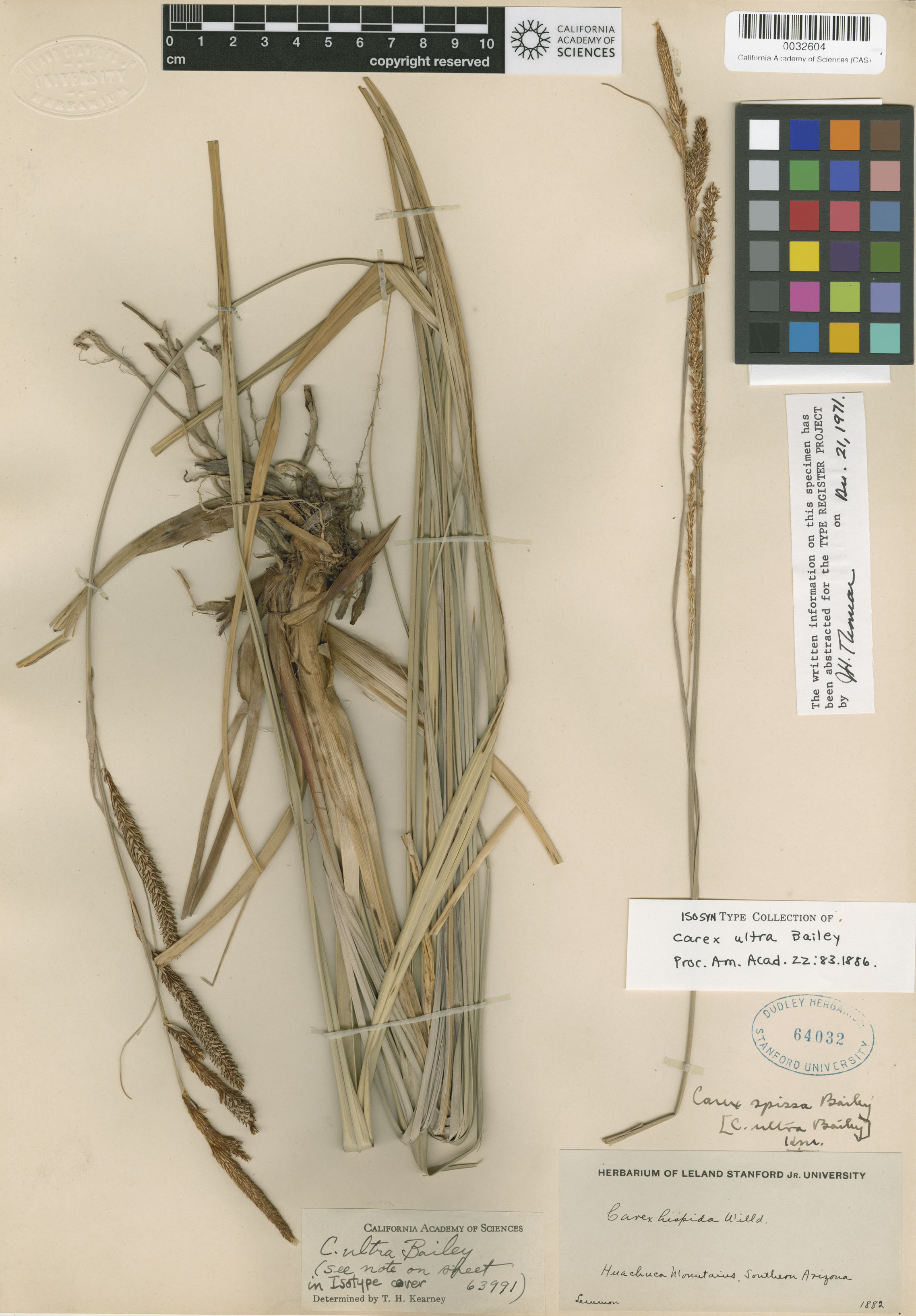 Carex spissa image
