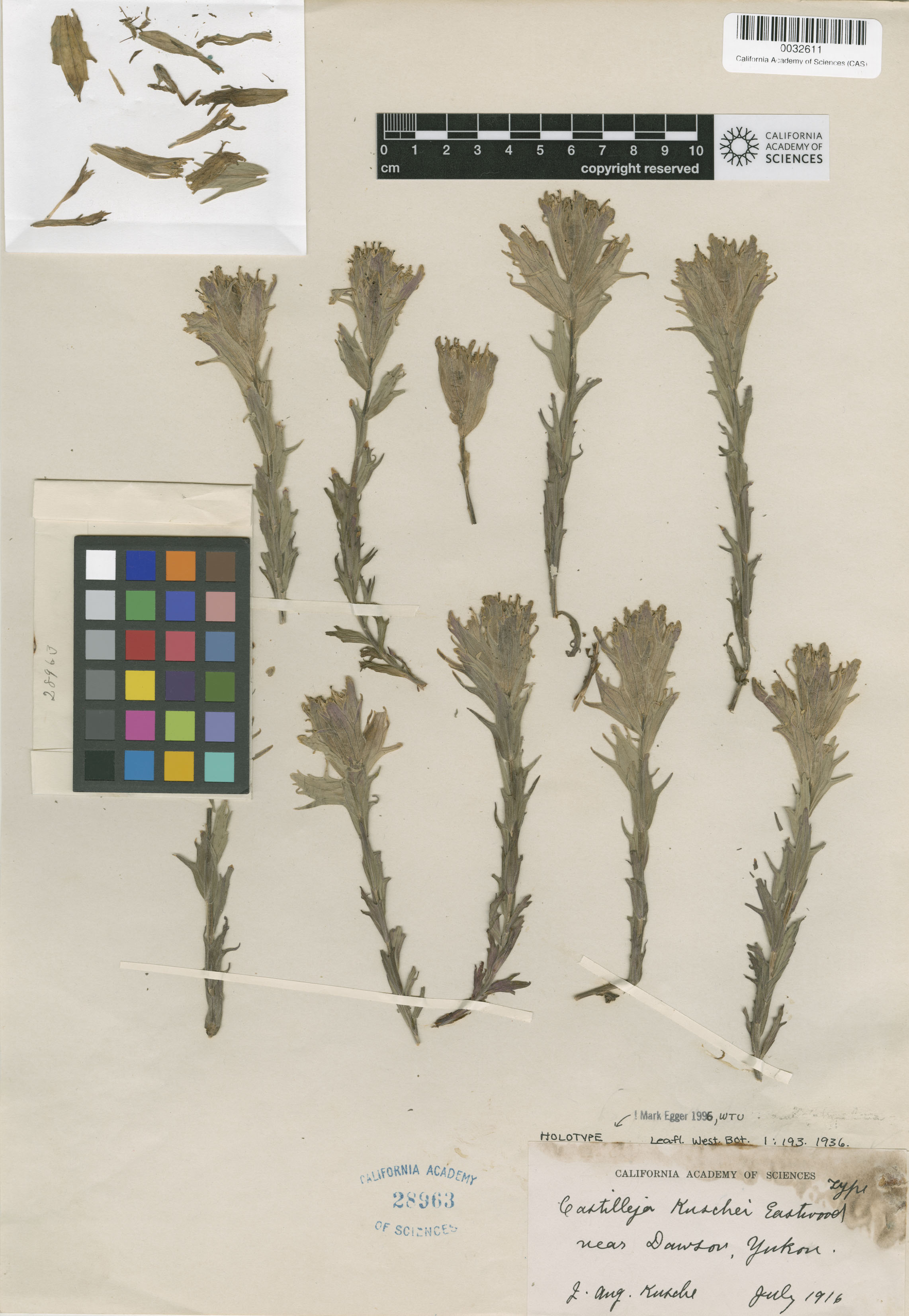 Castilleja kuschei image