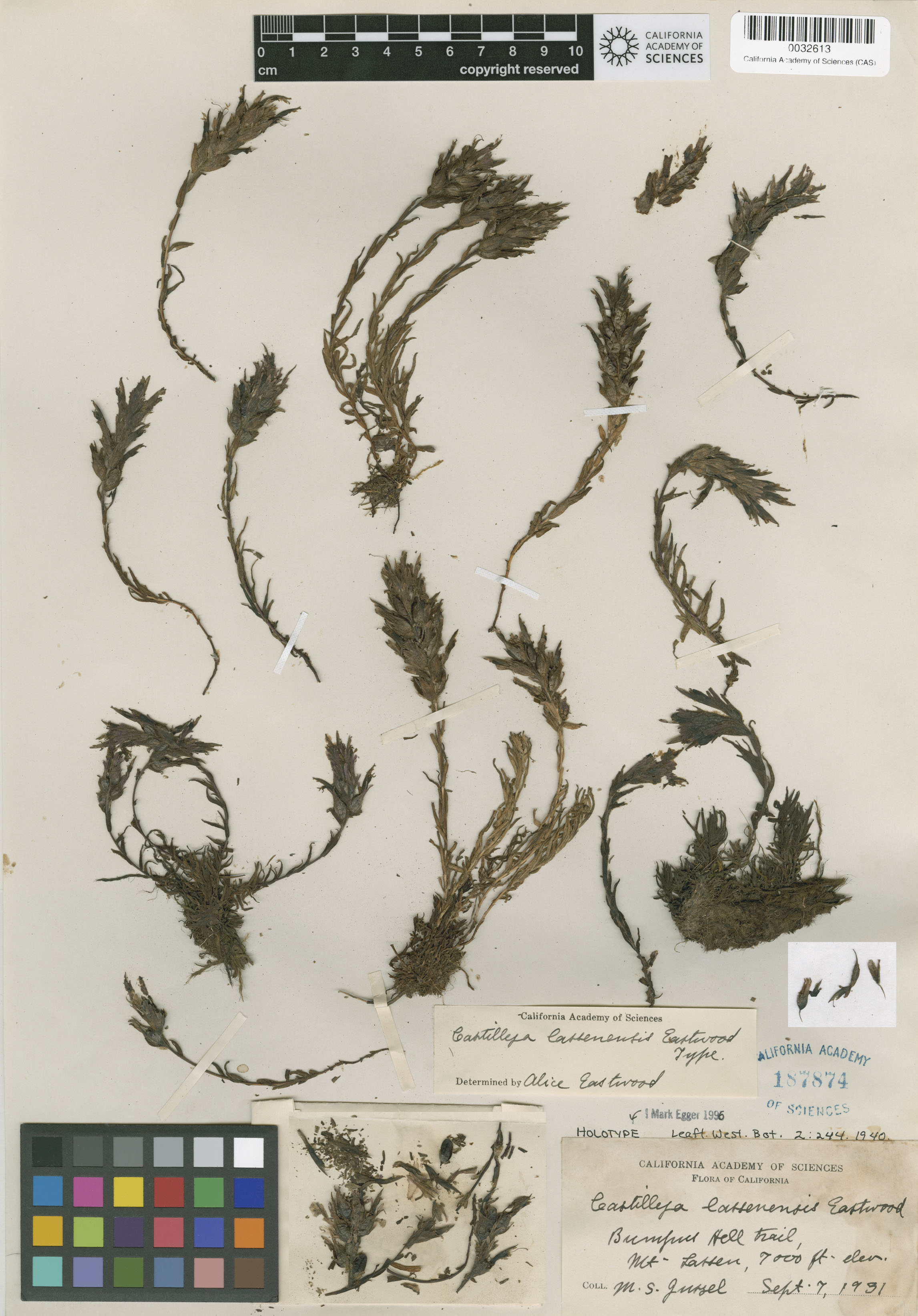 Castilleja lemmonii image