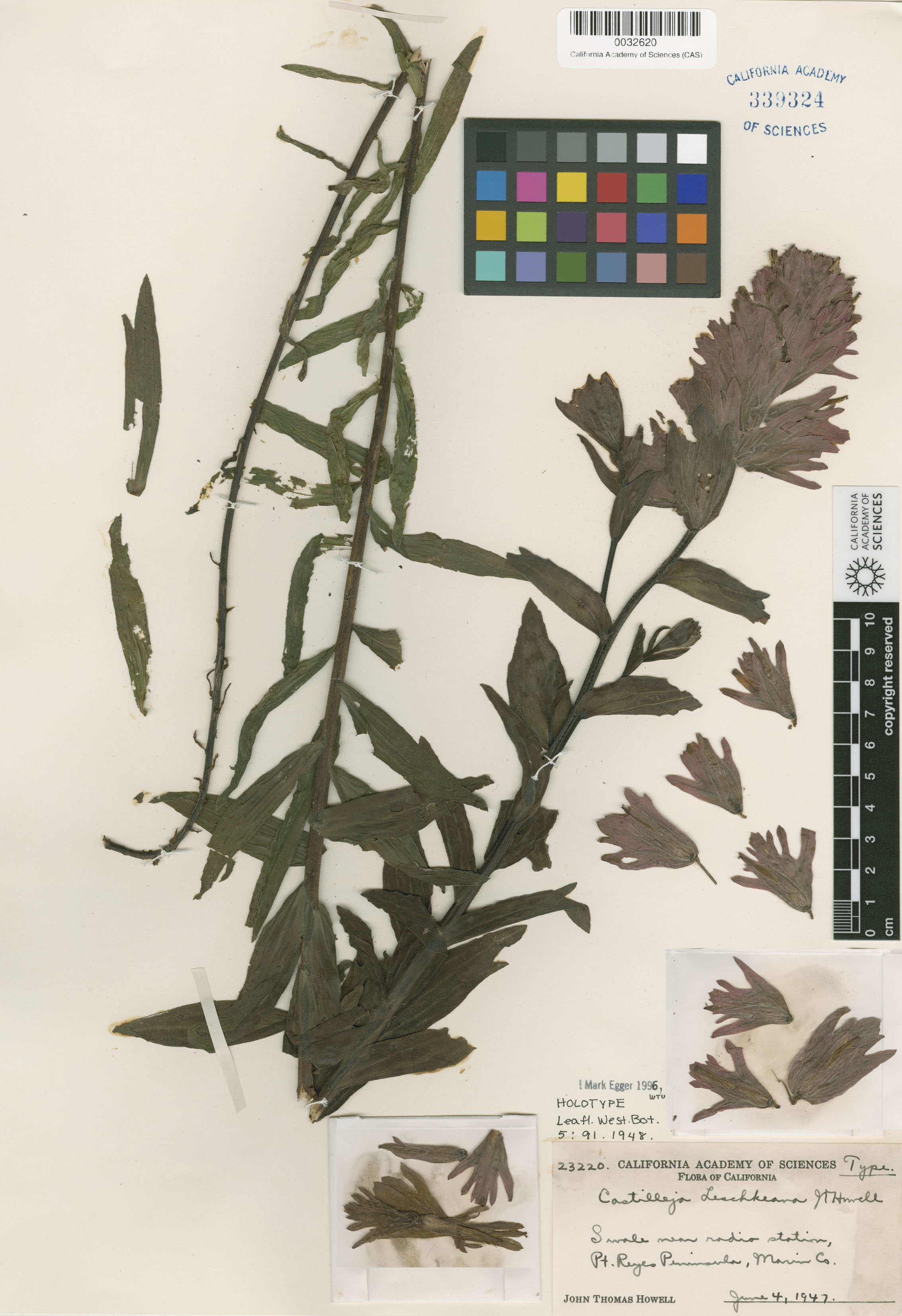 Castilleja chrymactis image