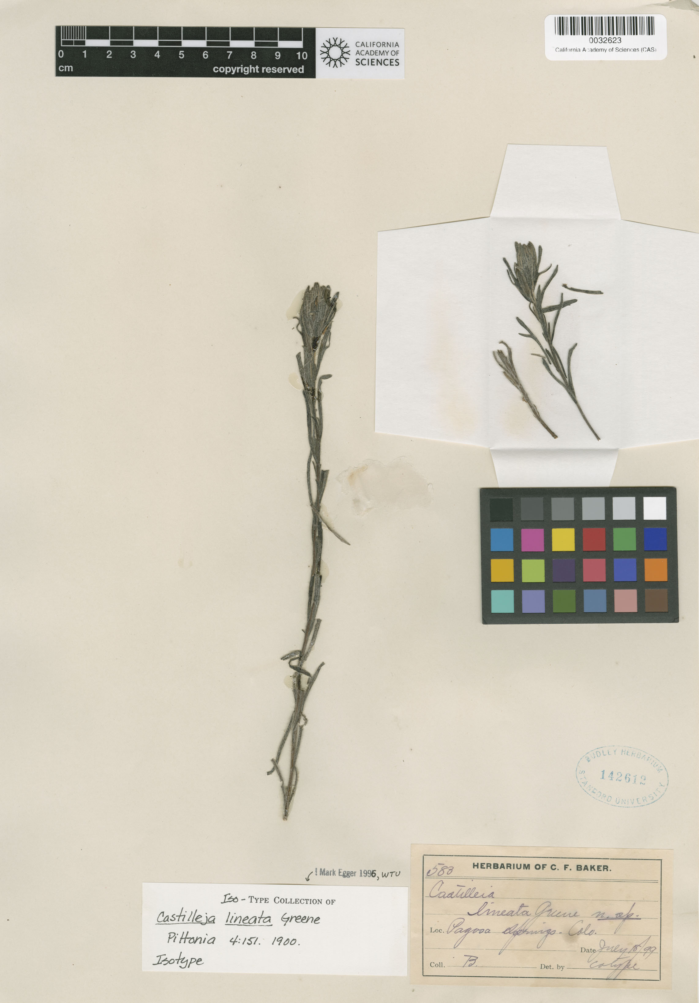 Castilleja lineata image