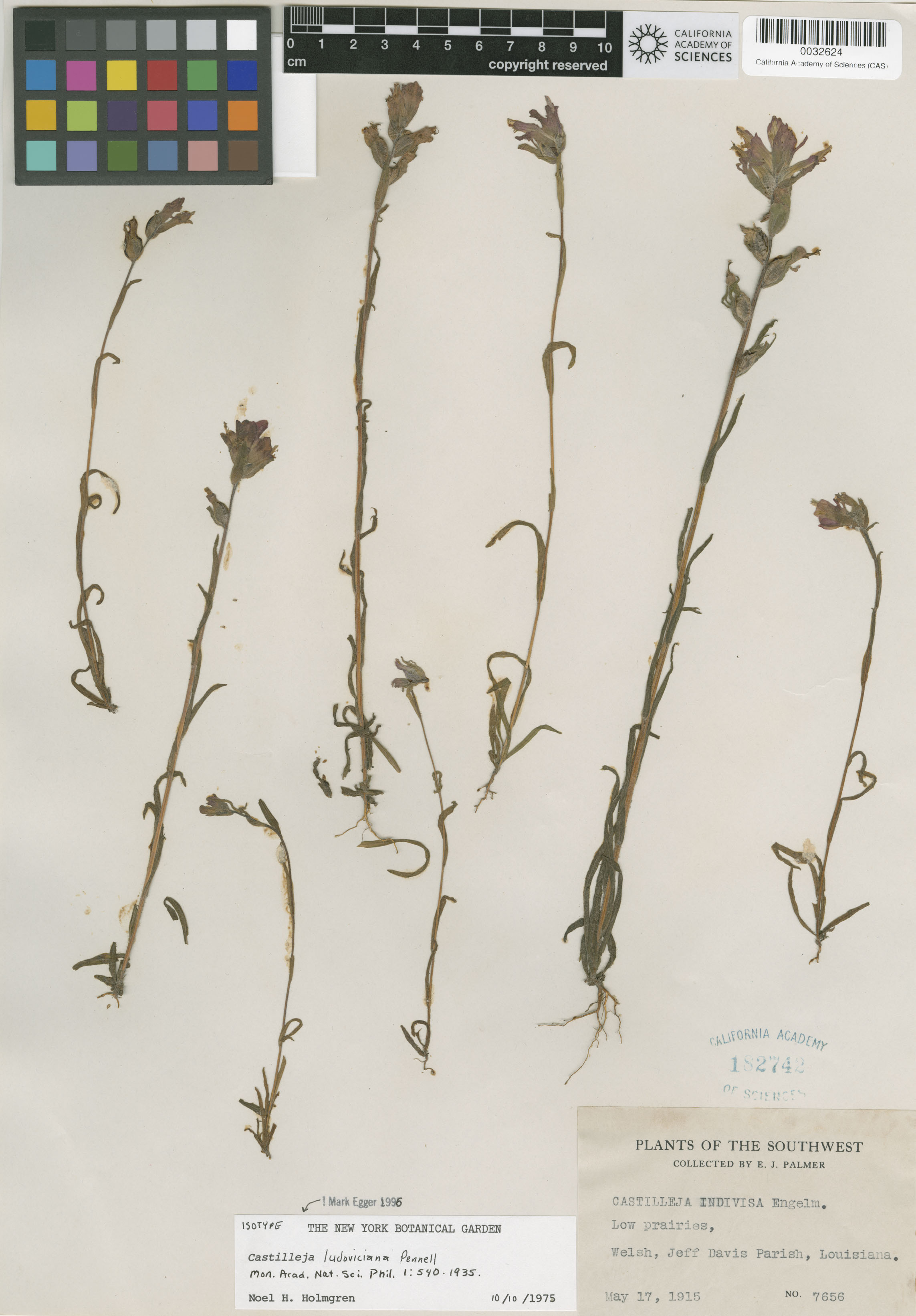 Castilleja coccinea image