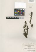 Image of Castilleja cryptantha