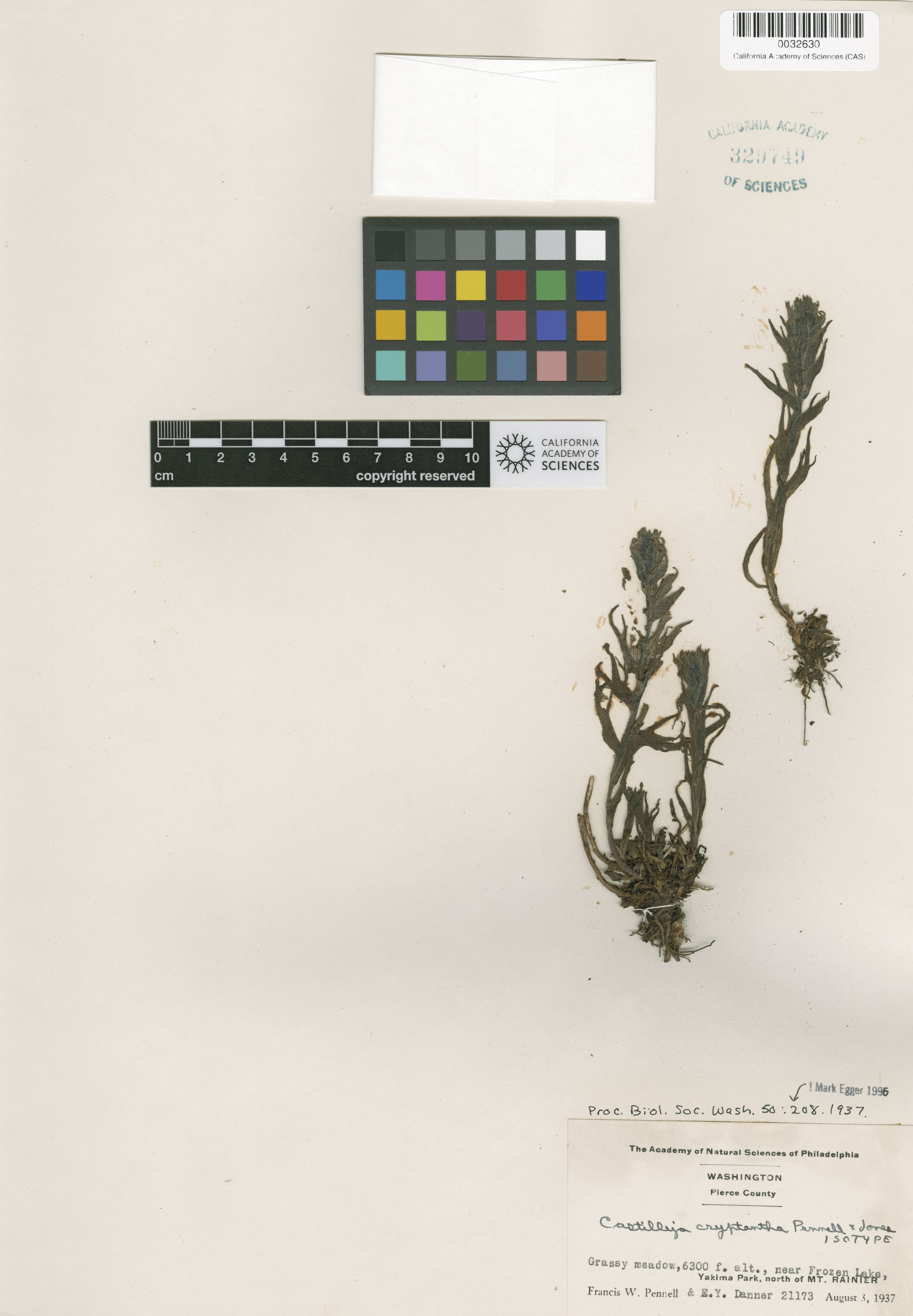 Castilleja cryptantha image