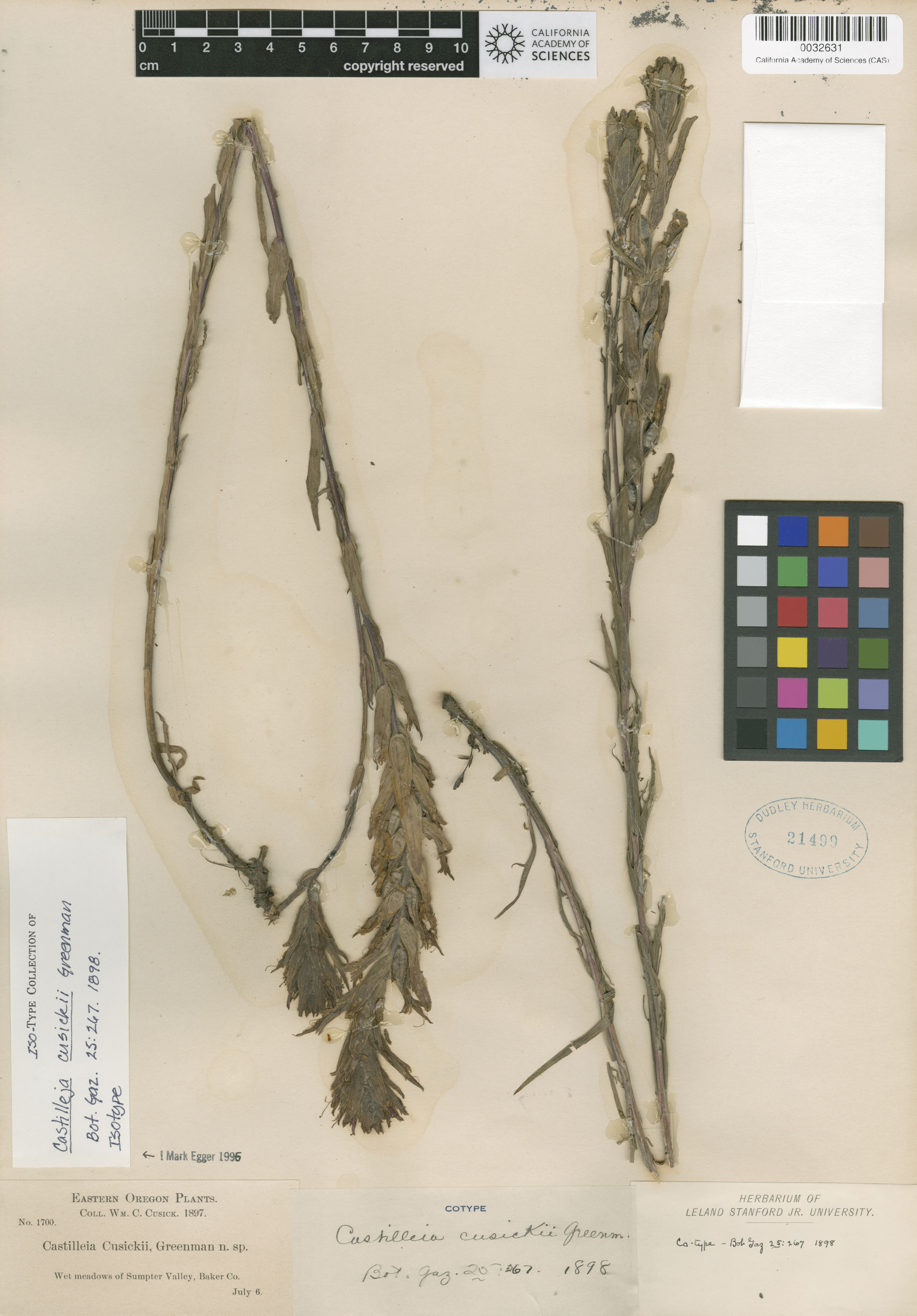 Castilleja cusickii image