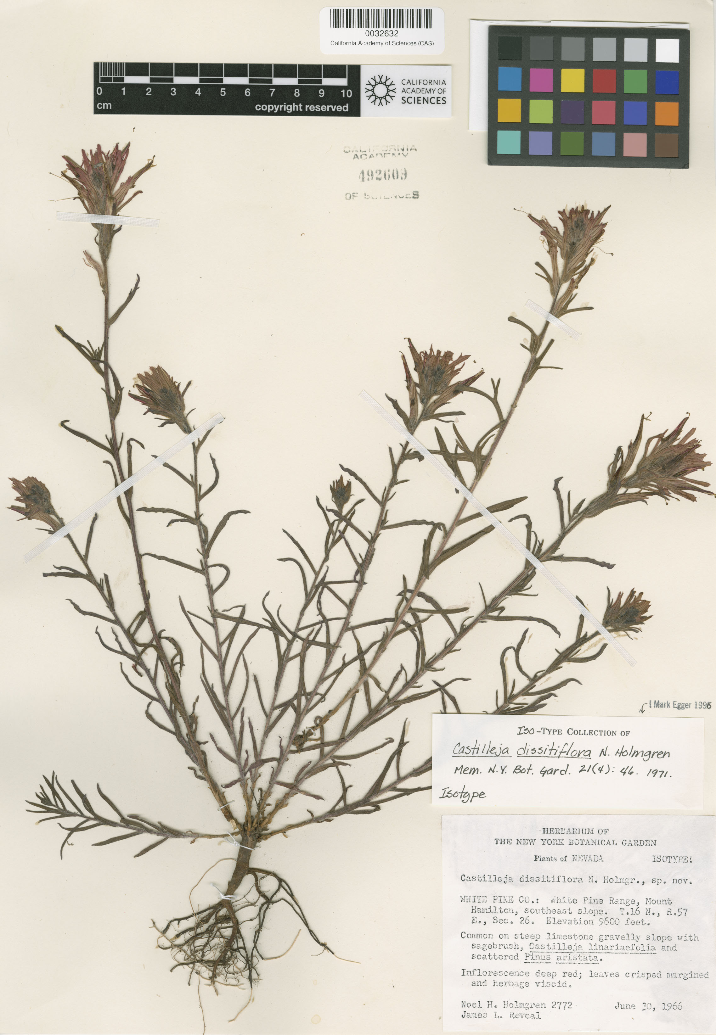 Castilleja dissitiflora image