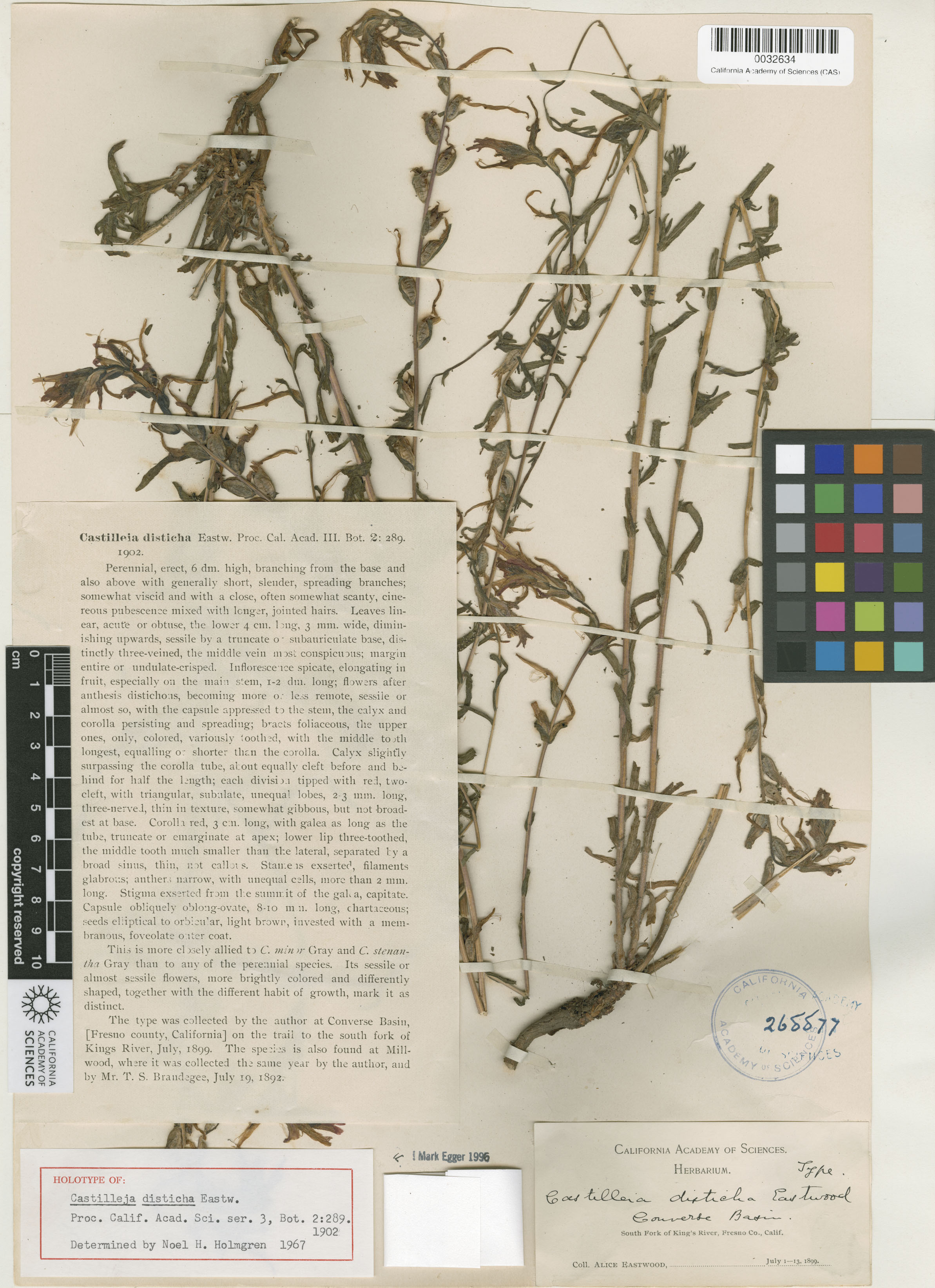 Castilleja disticha image