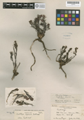 Castilleja arachnoidea image