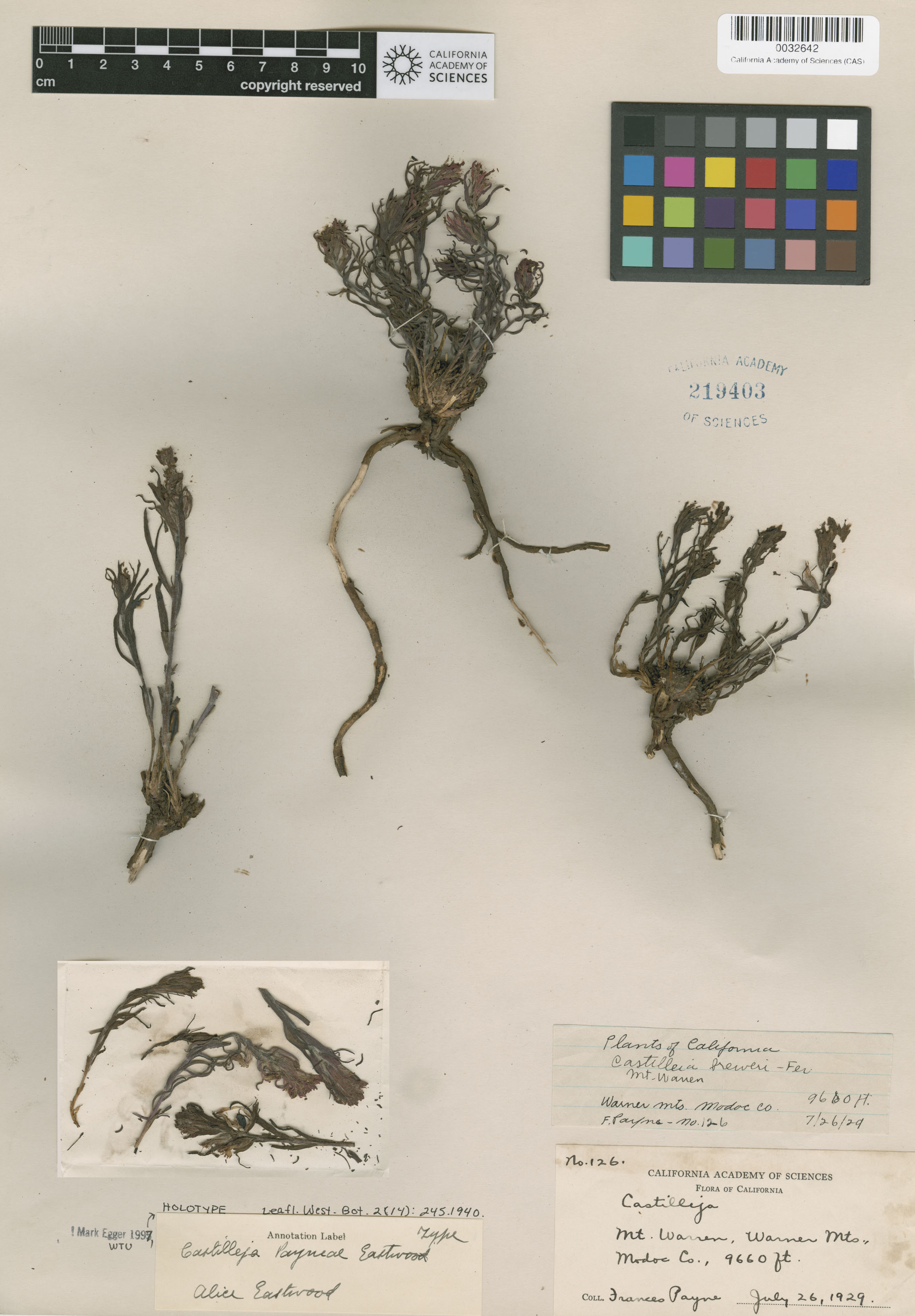 Castilleja arachnoidea image