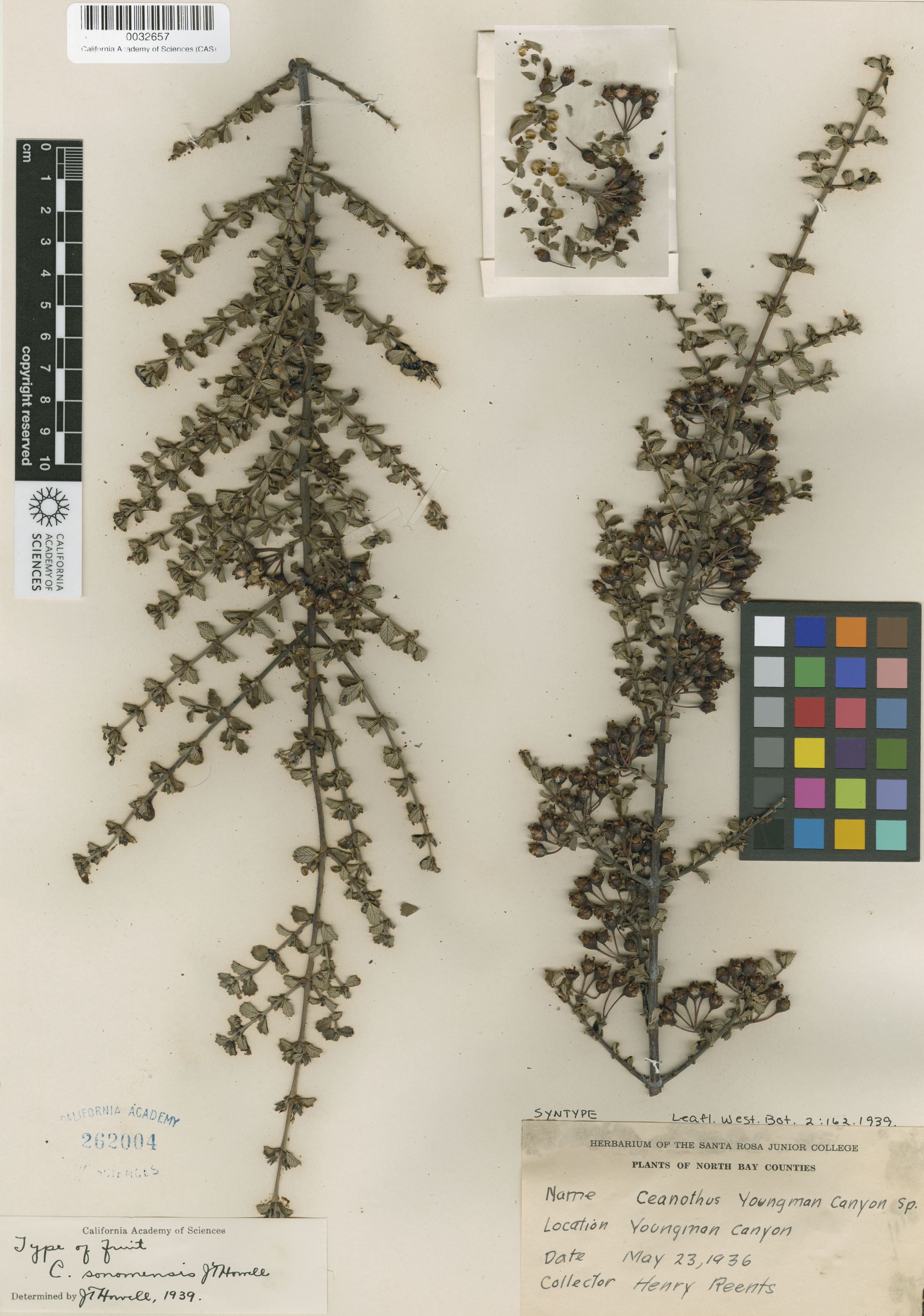 Ceanothus sonomensis image