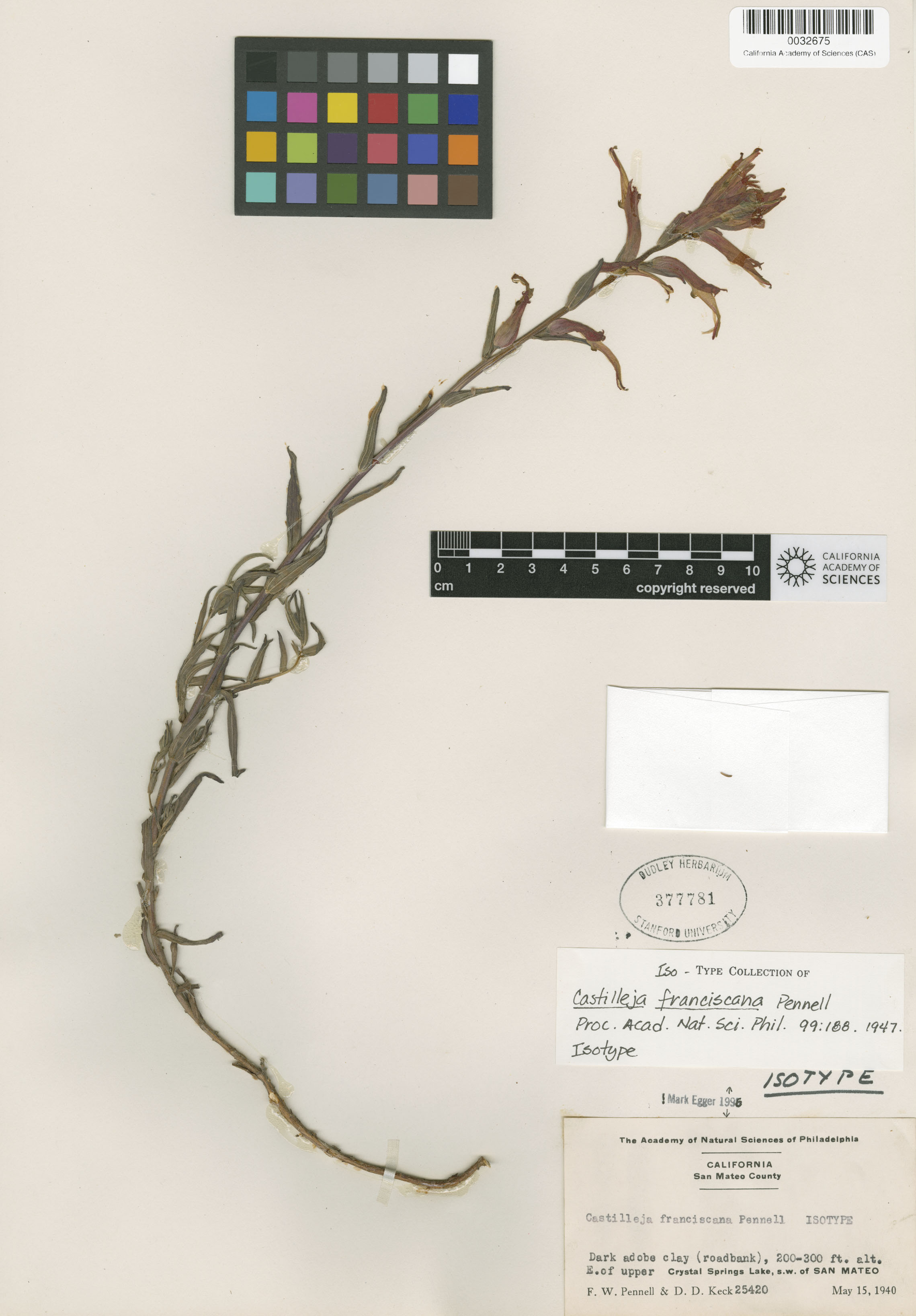 Castilleja franciscana image