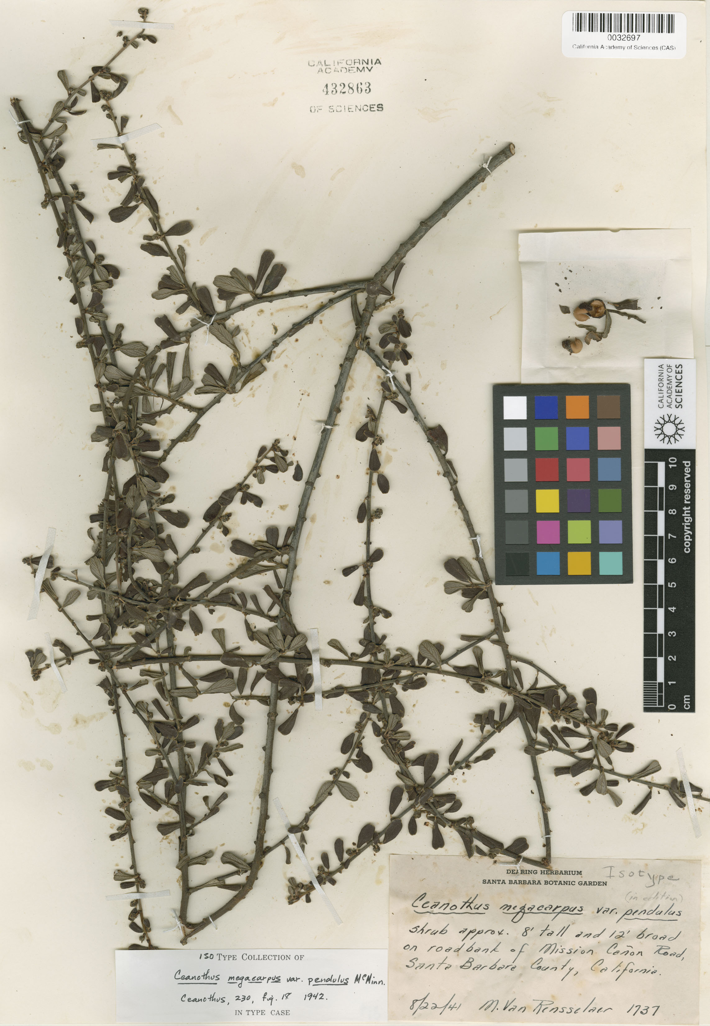 Ceanothus megacarpus image