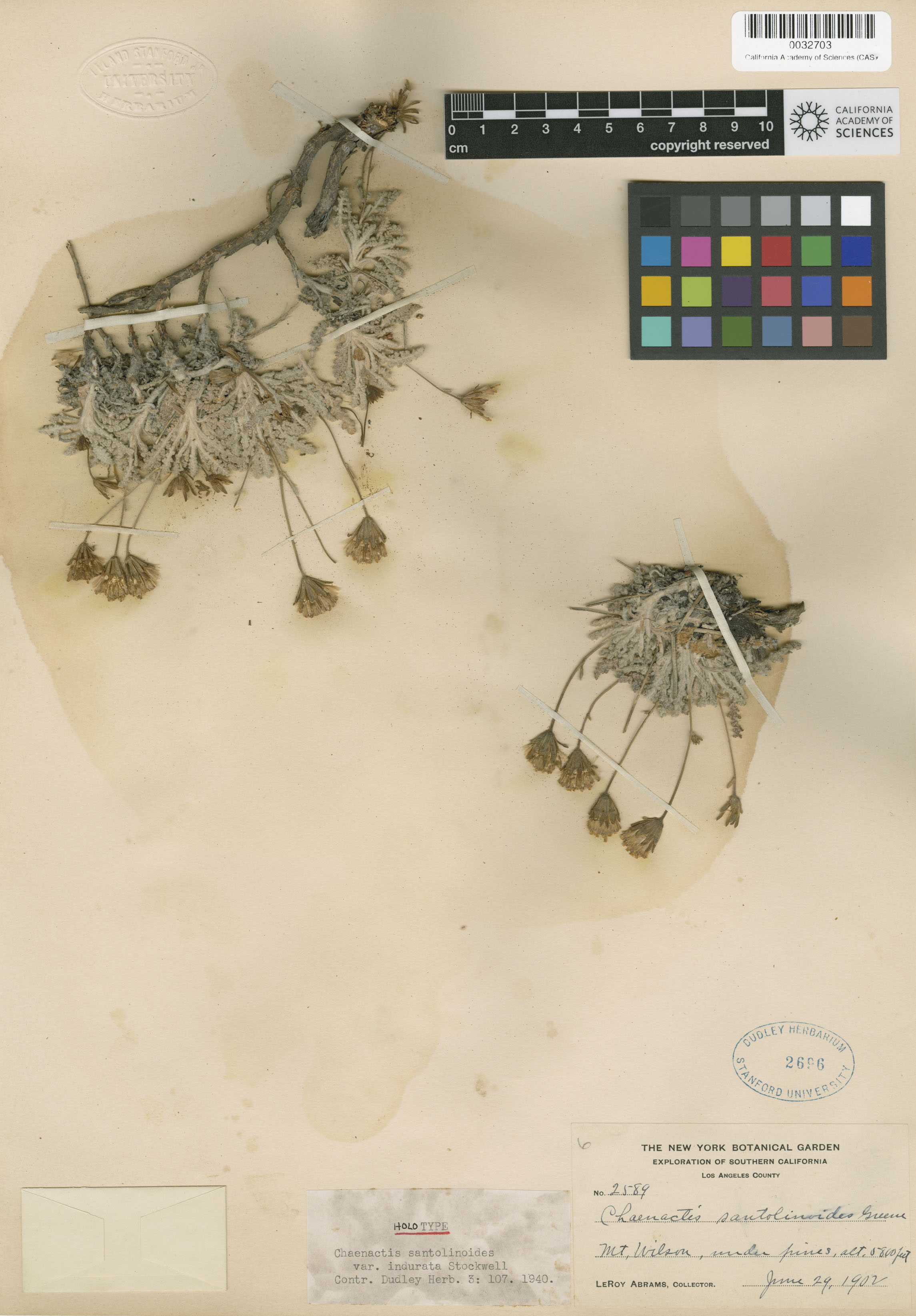 Chaenactis santolinoides image