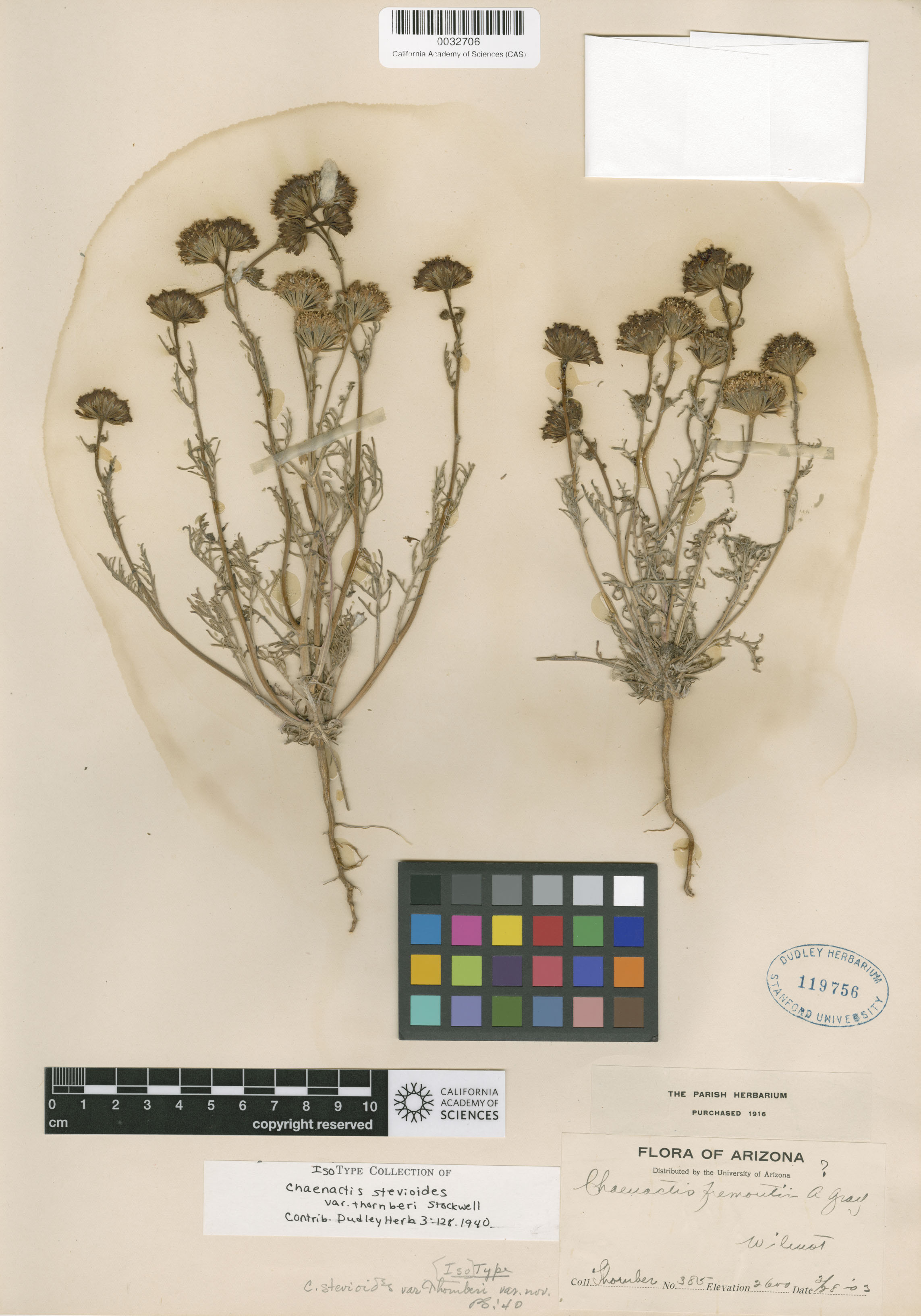 Chaenactis stevioides image