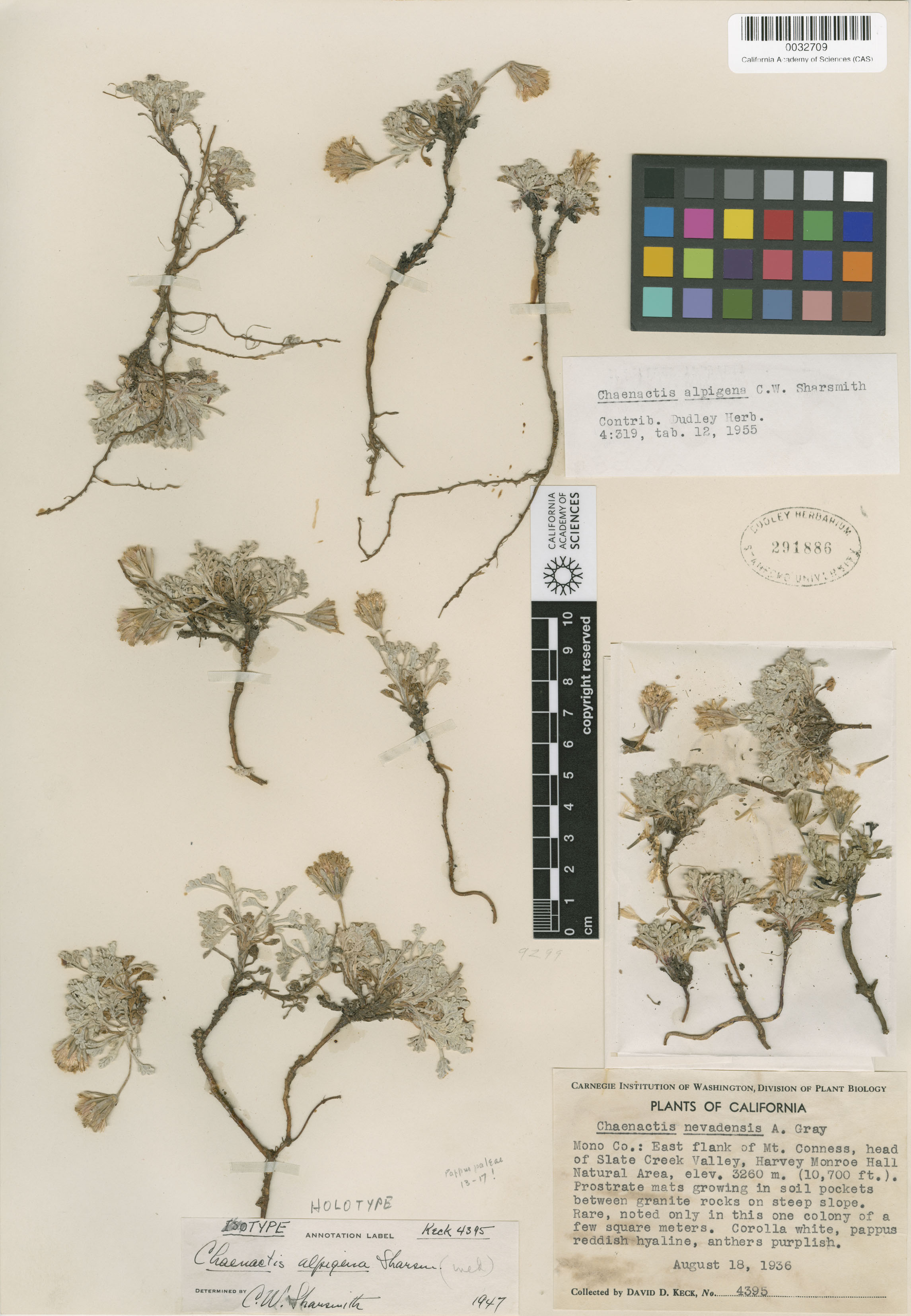 Chaenactis alpigena image