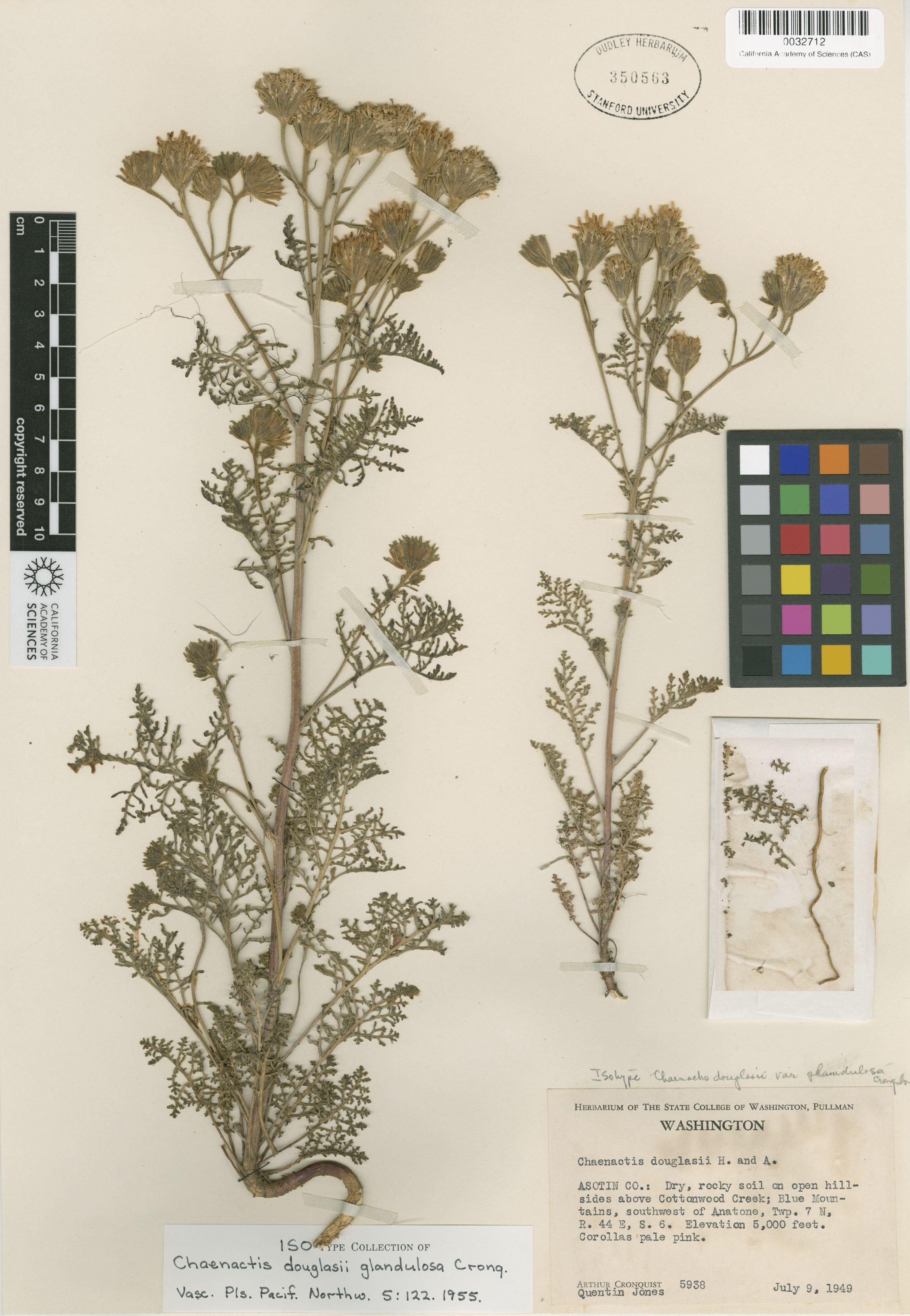 Chaenactis douglasii var. douglasii image