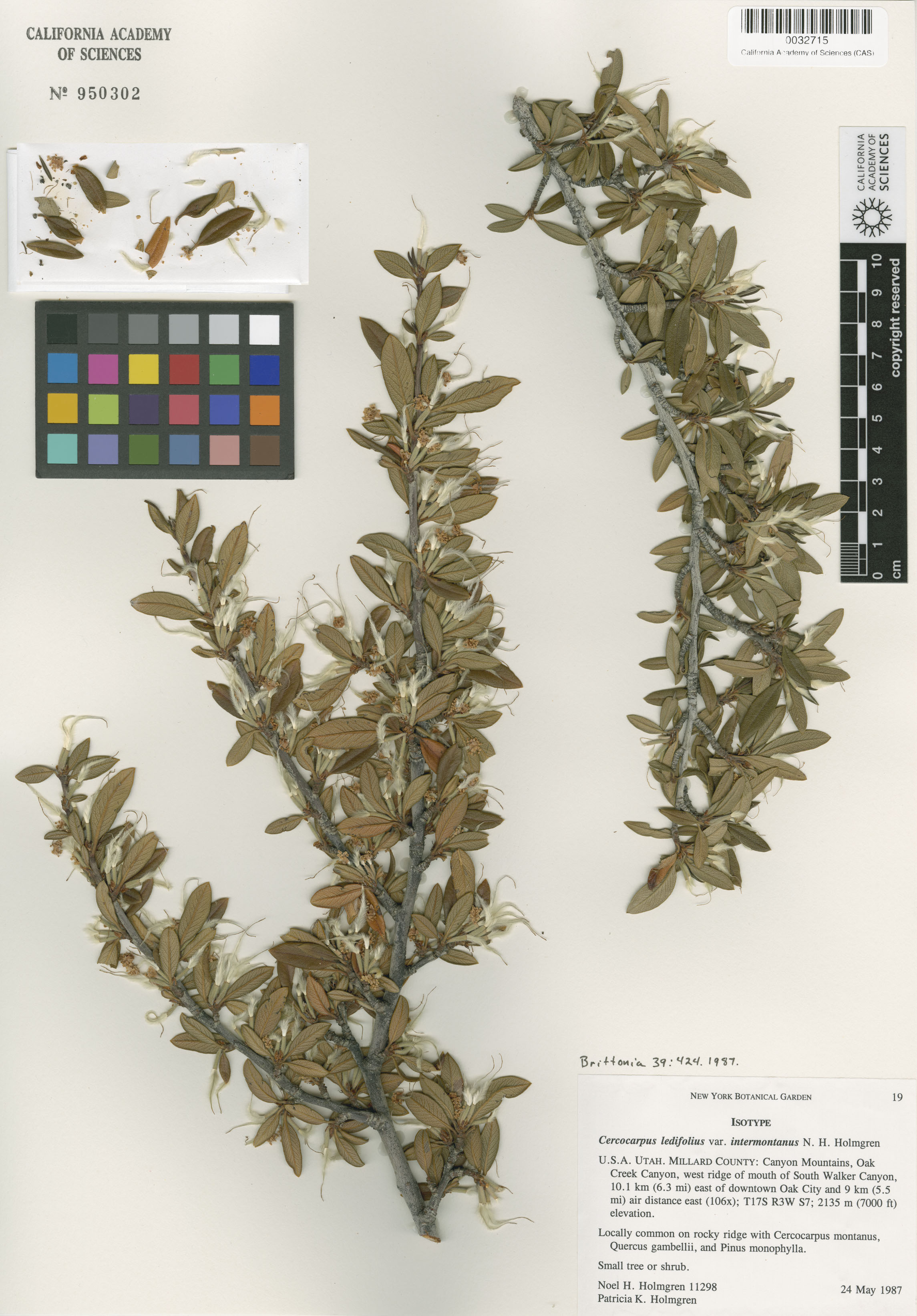 Cercocarpus ledifolius image