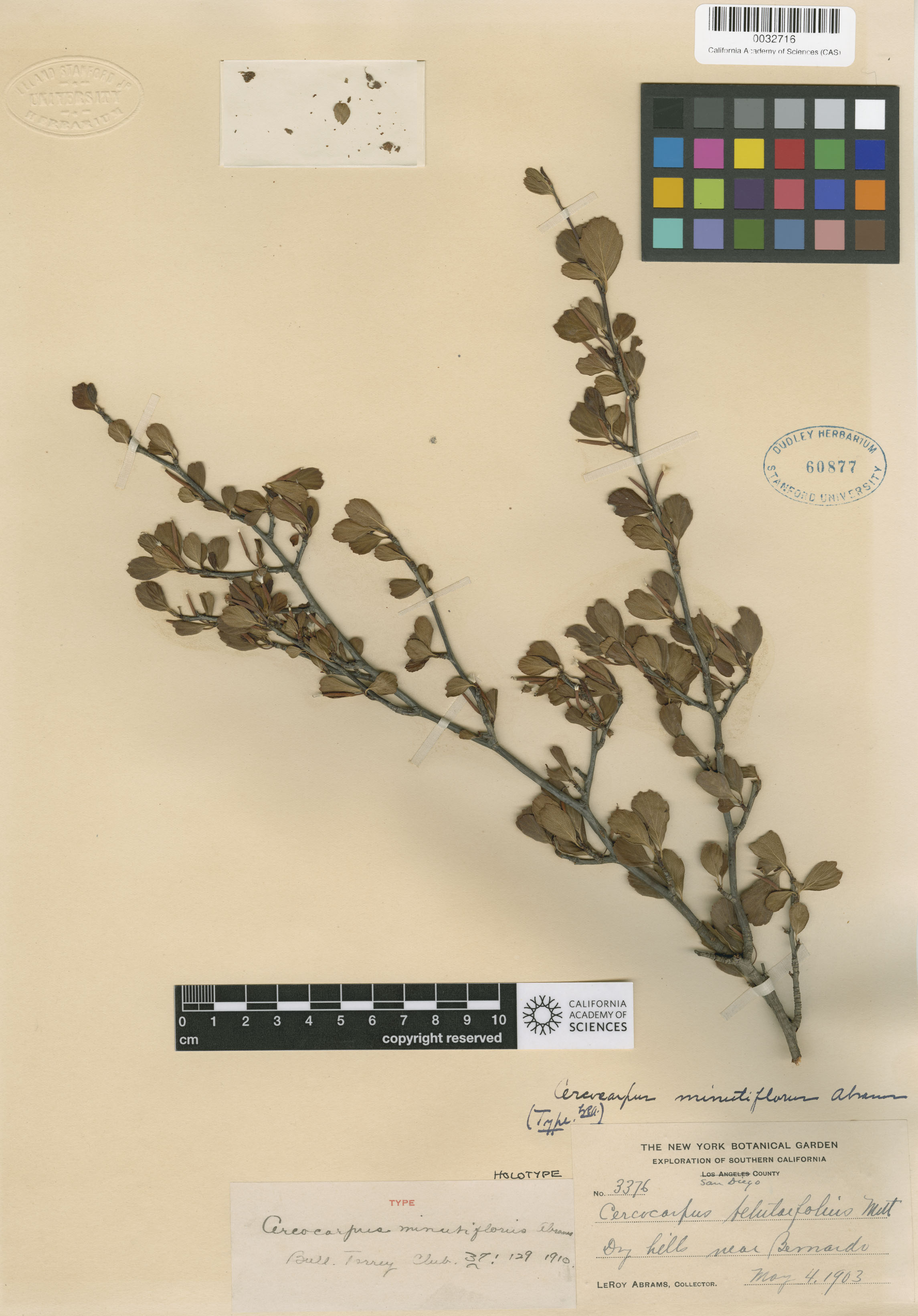 Cercocarpus image