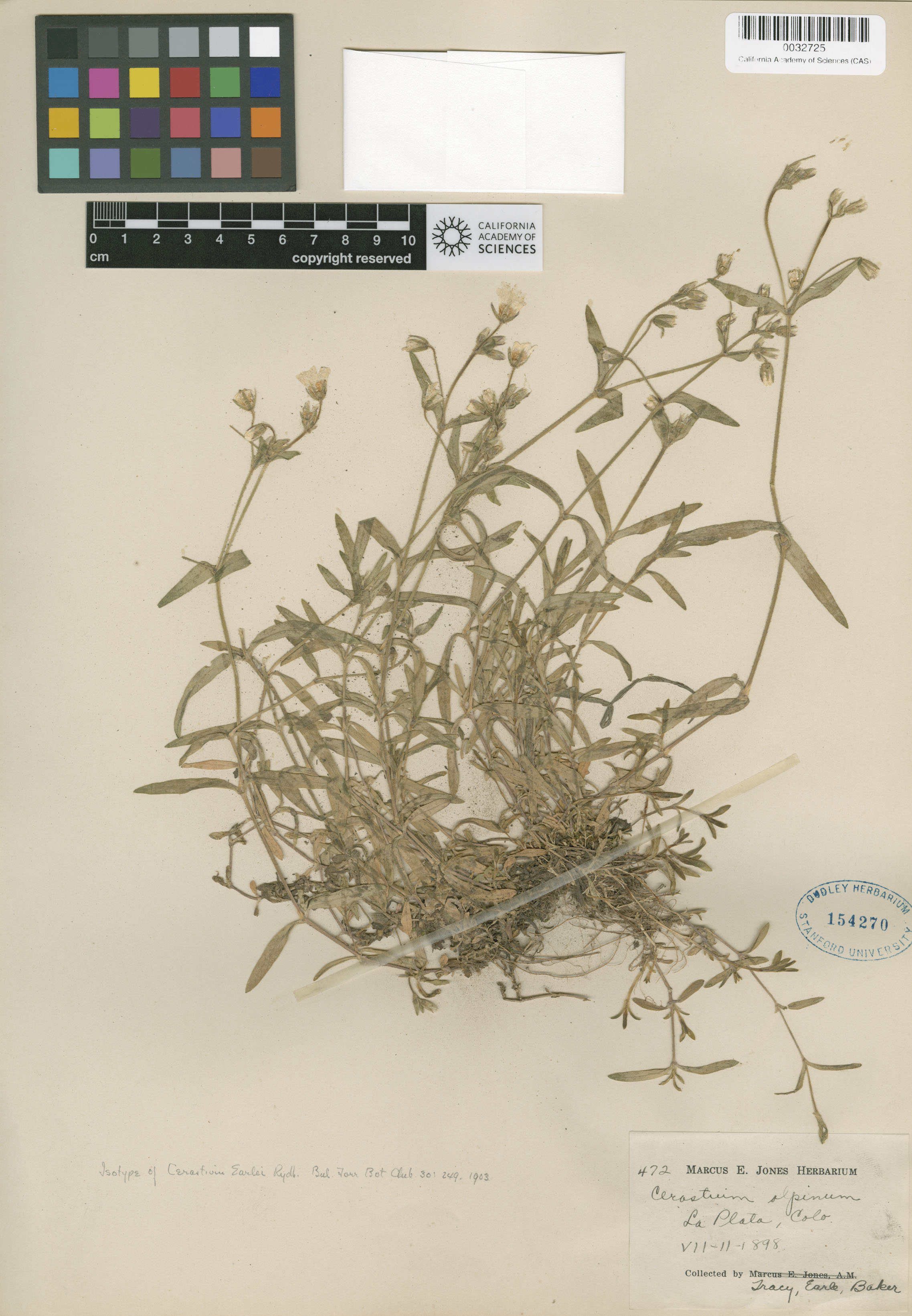 Cerastium beeringianum image