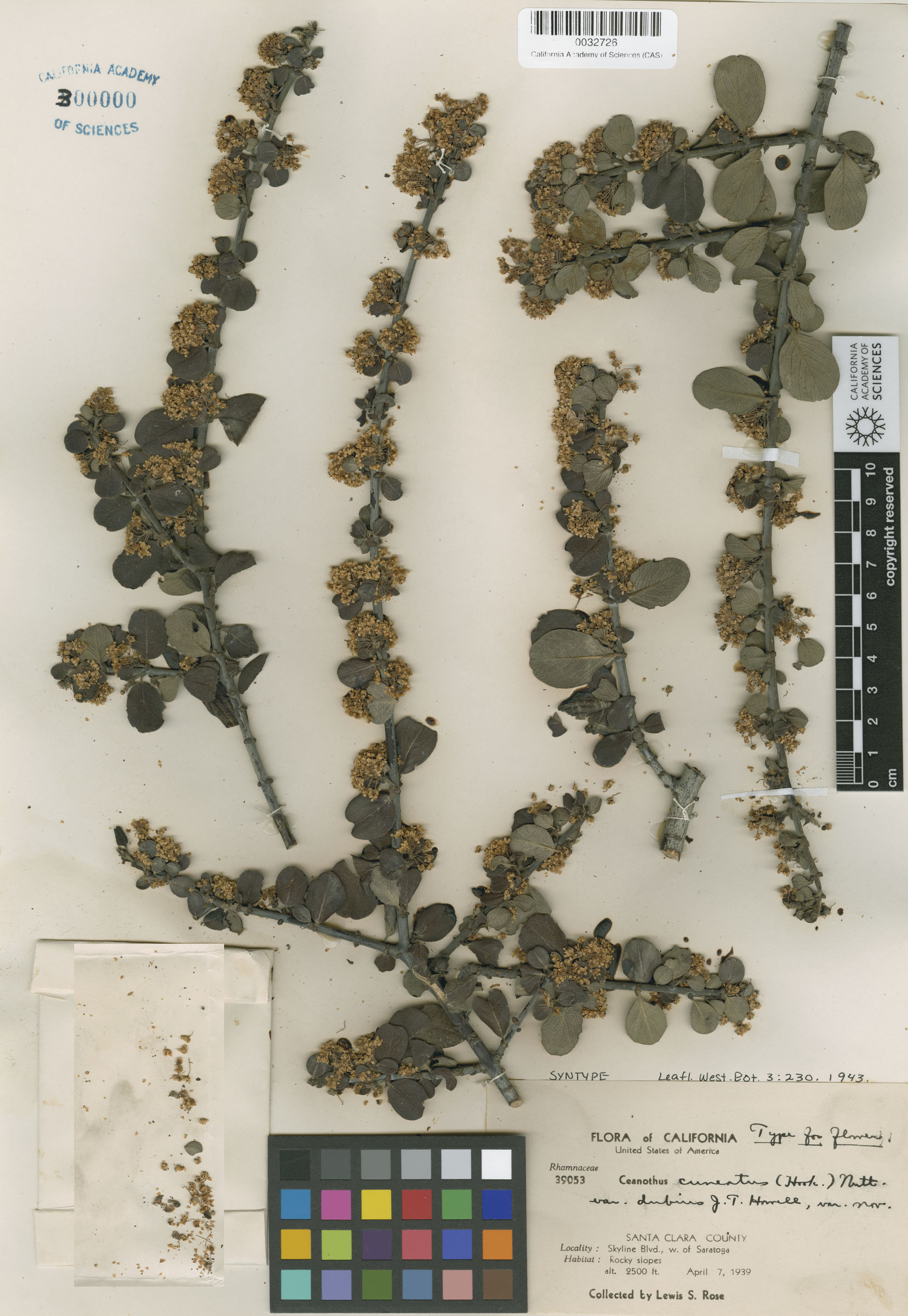 Ceanothus cuneatus image