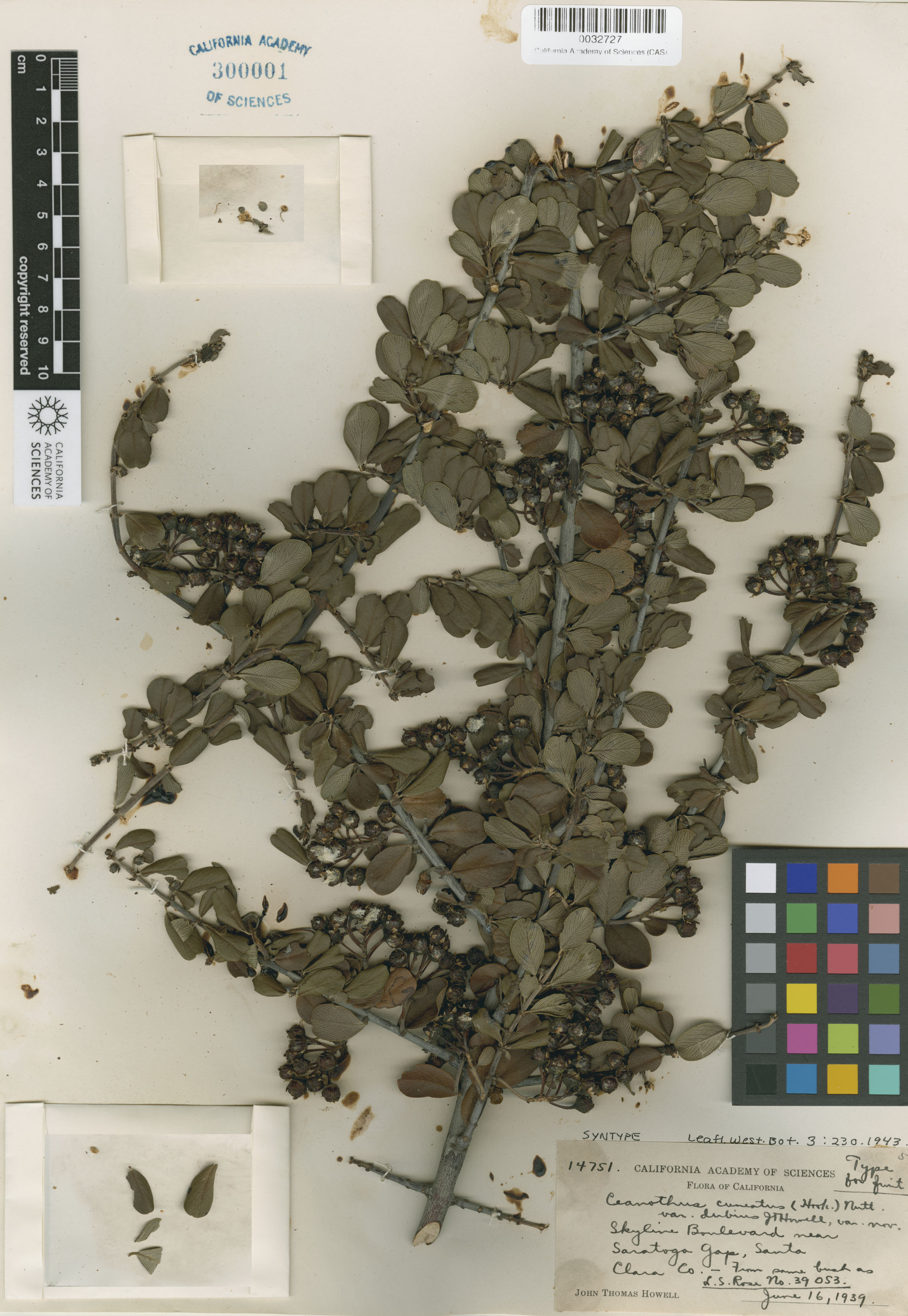 Ceanothus cuneatus image