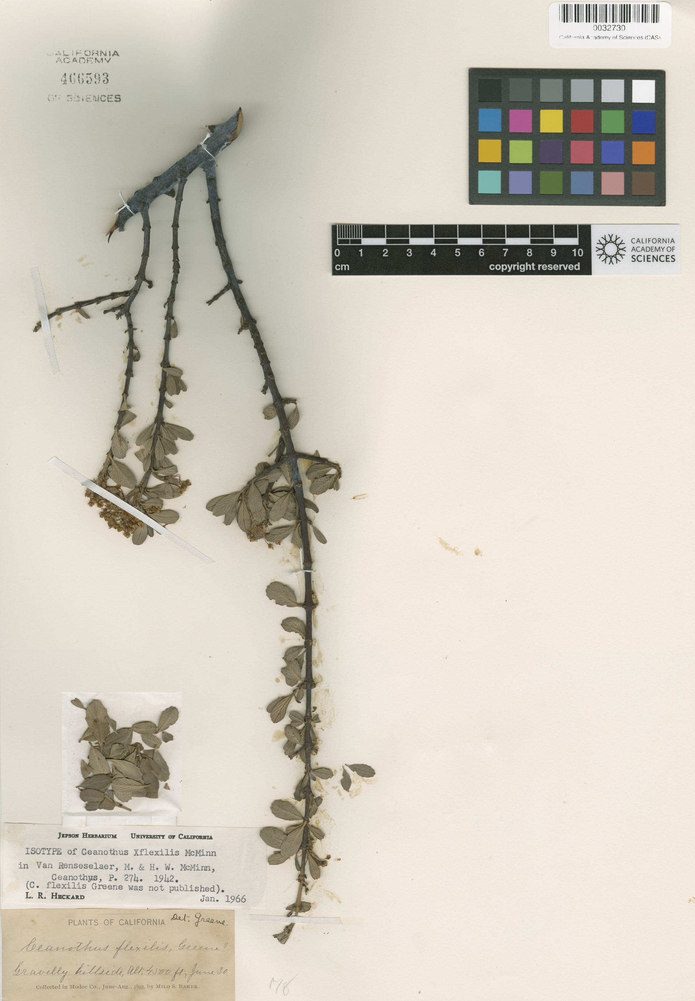 Ceanothus X flexilis image