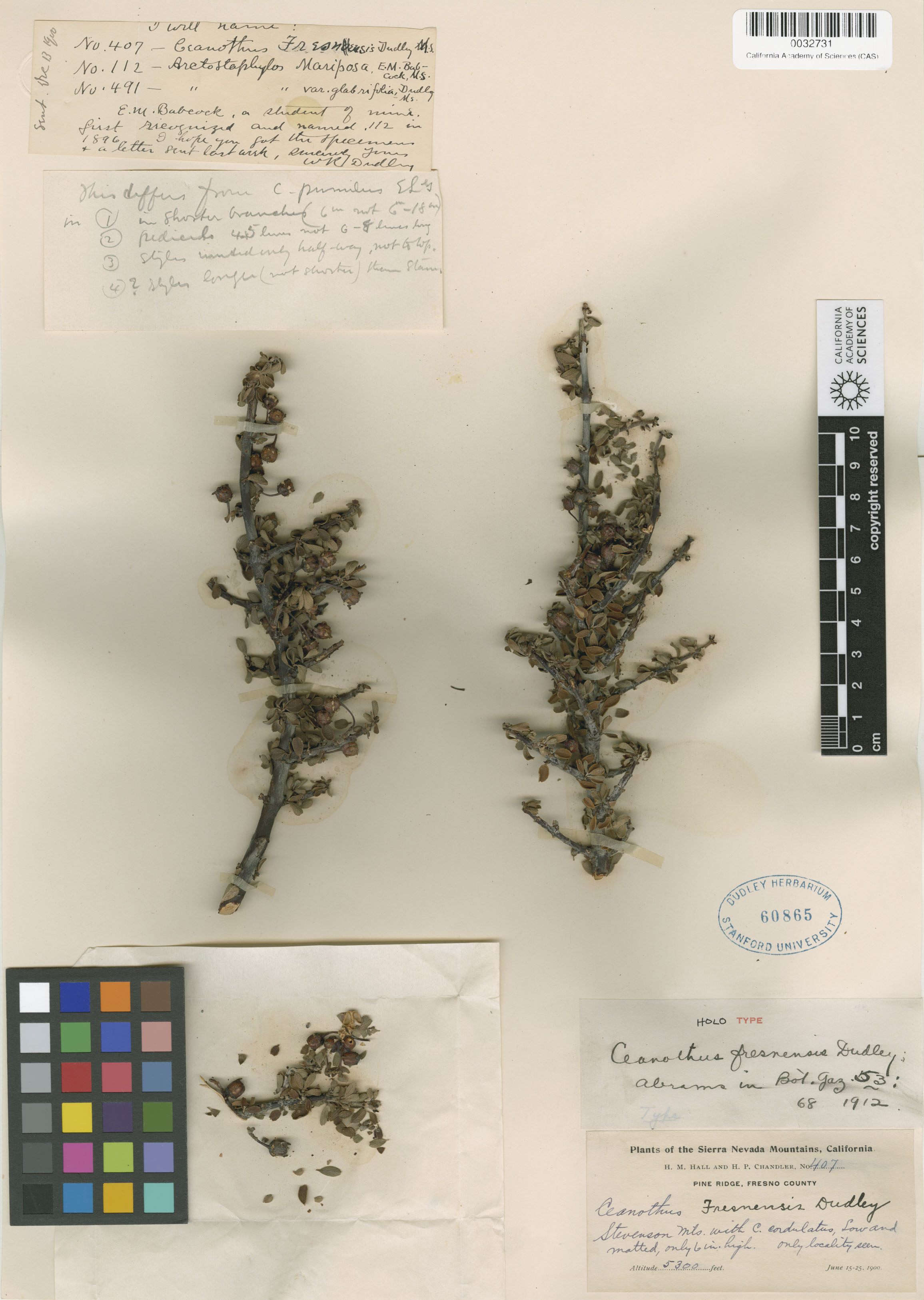 Ceanothus fresnensis image