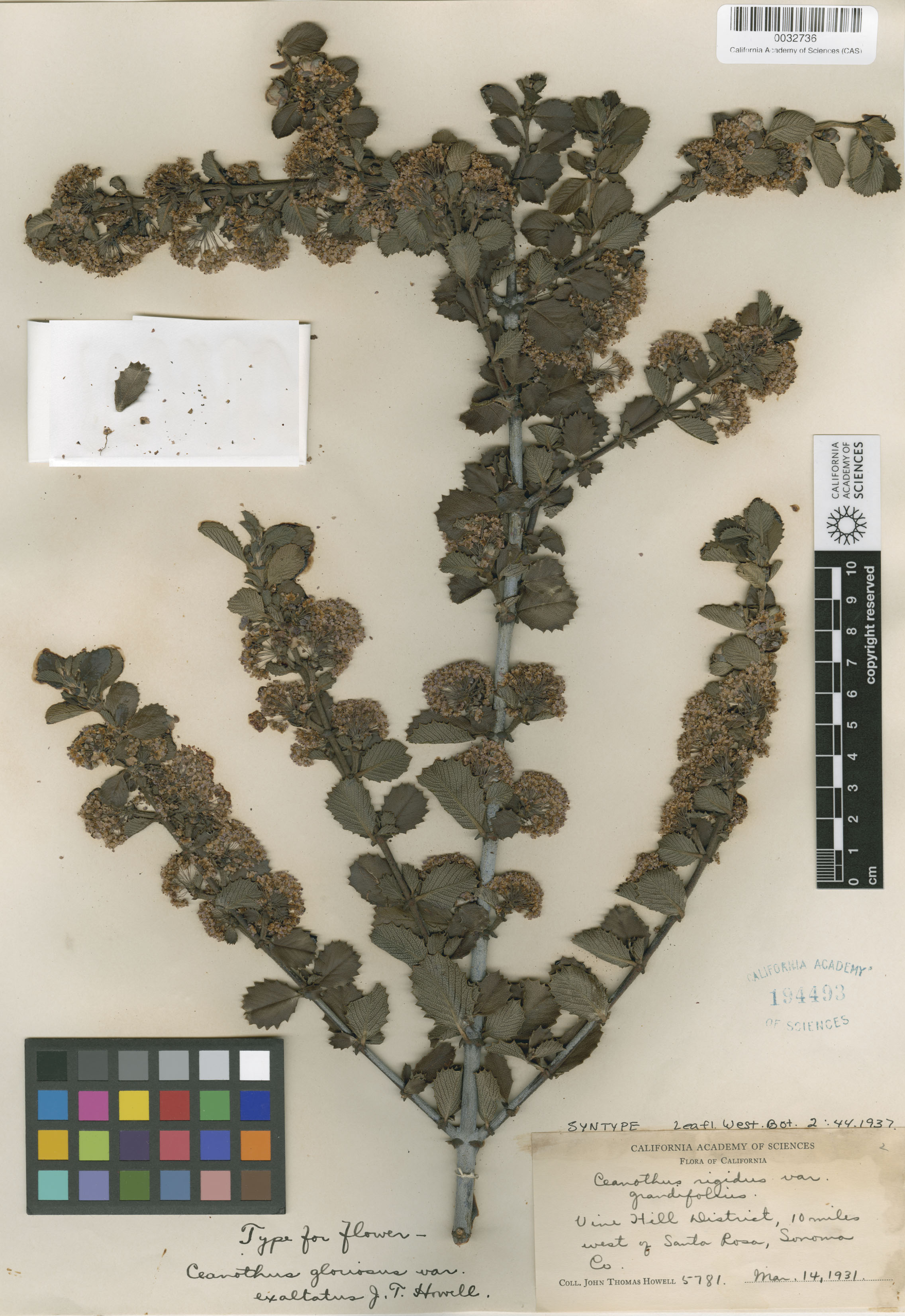 Ceanothus gloriosus var. exaltatus image