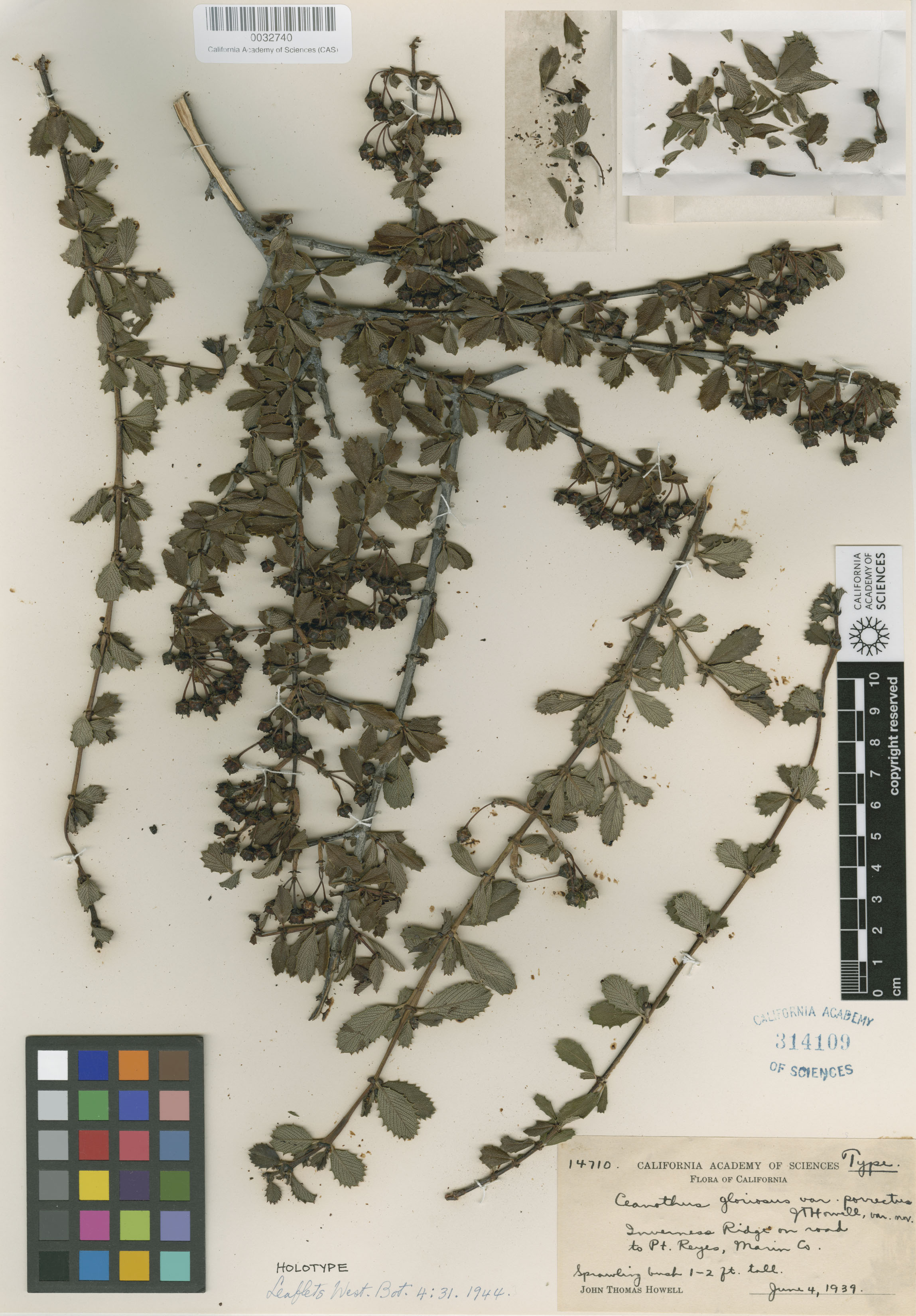 Ceanothus gloriosus var. porrectus image