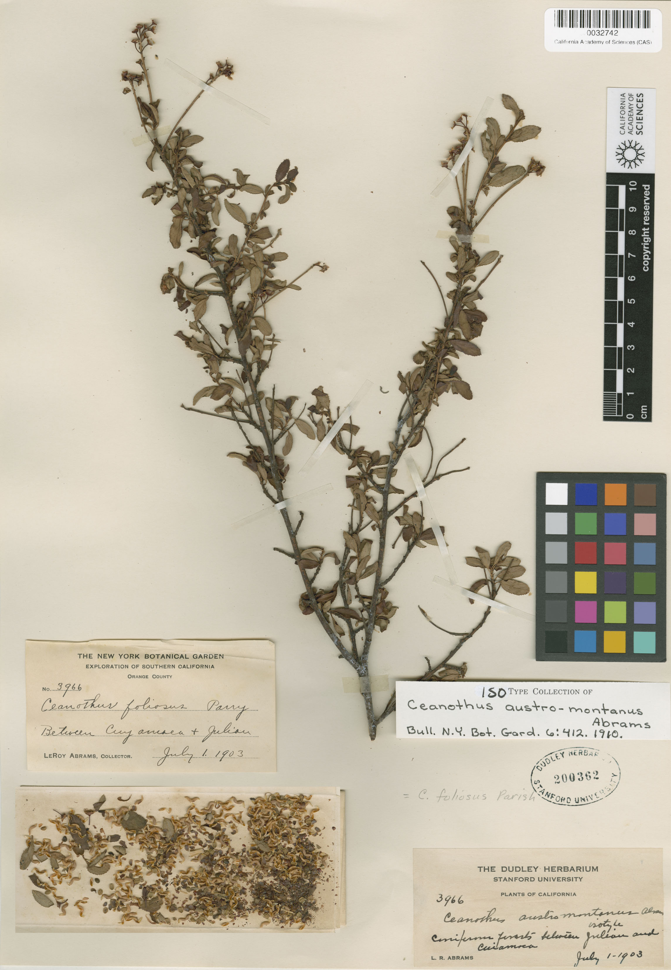 Ceanothus foliosus image