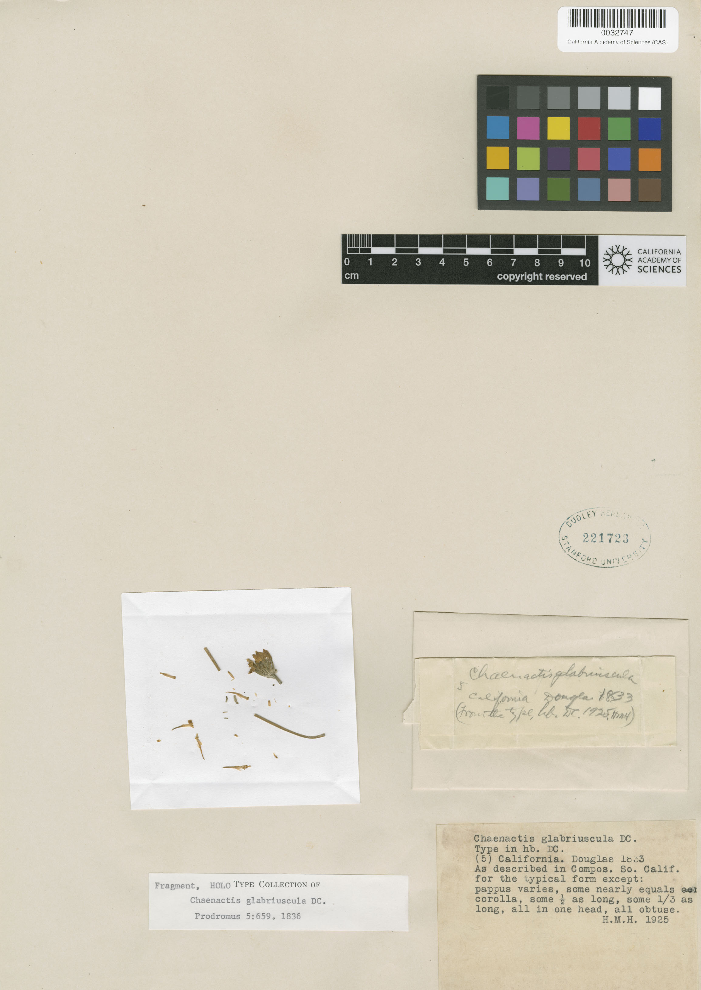 Chaenactis glabriuscula image