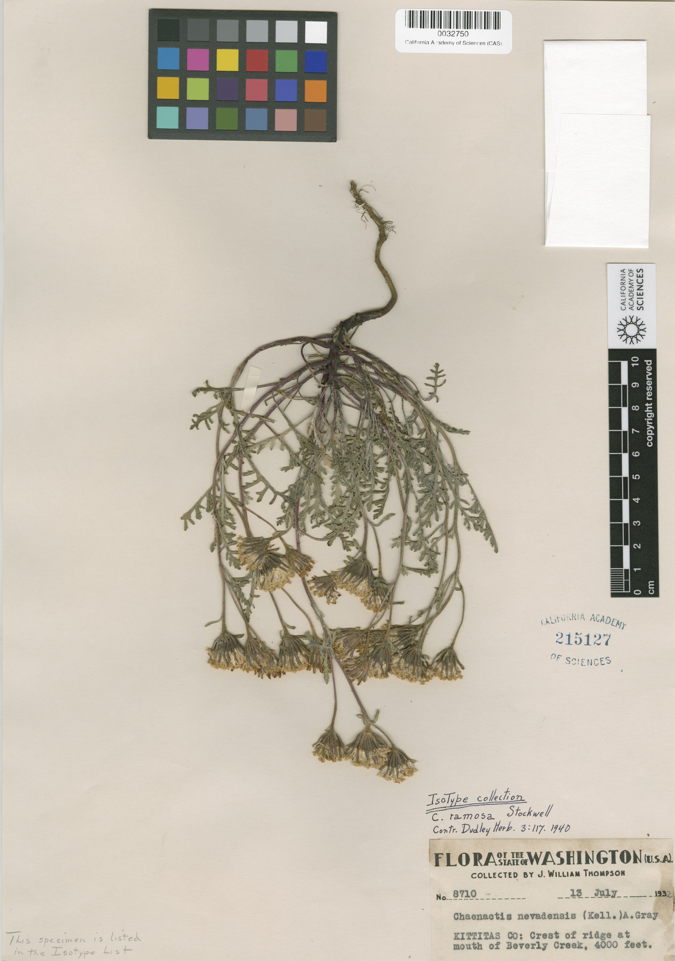 Chaenactis douglasii var. douglasii image