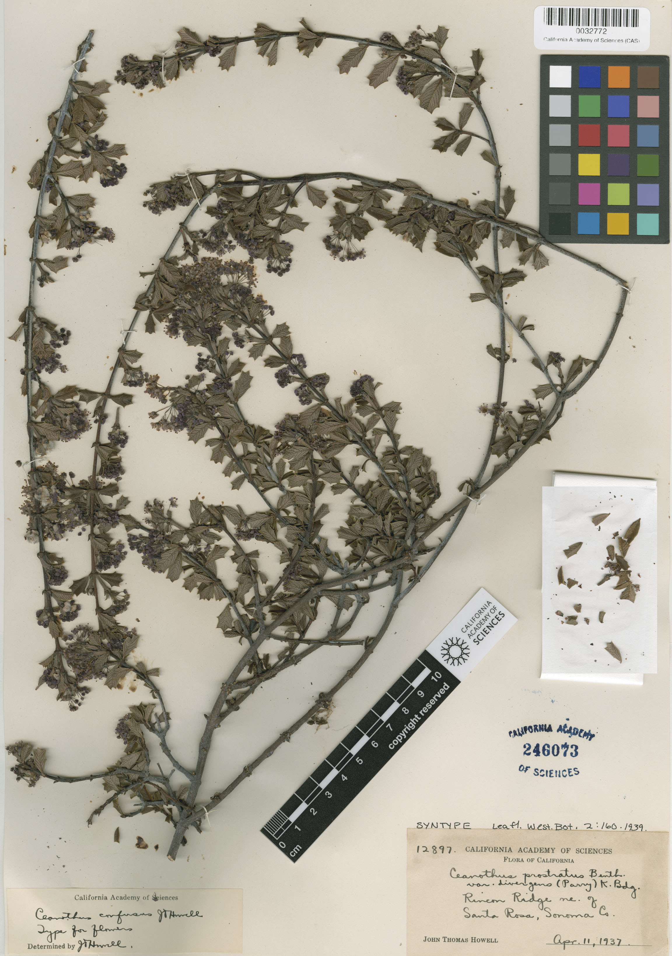 Ceanothus confusus image