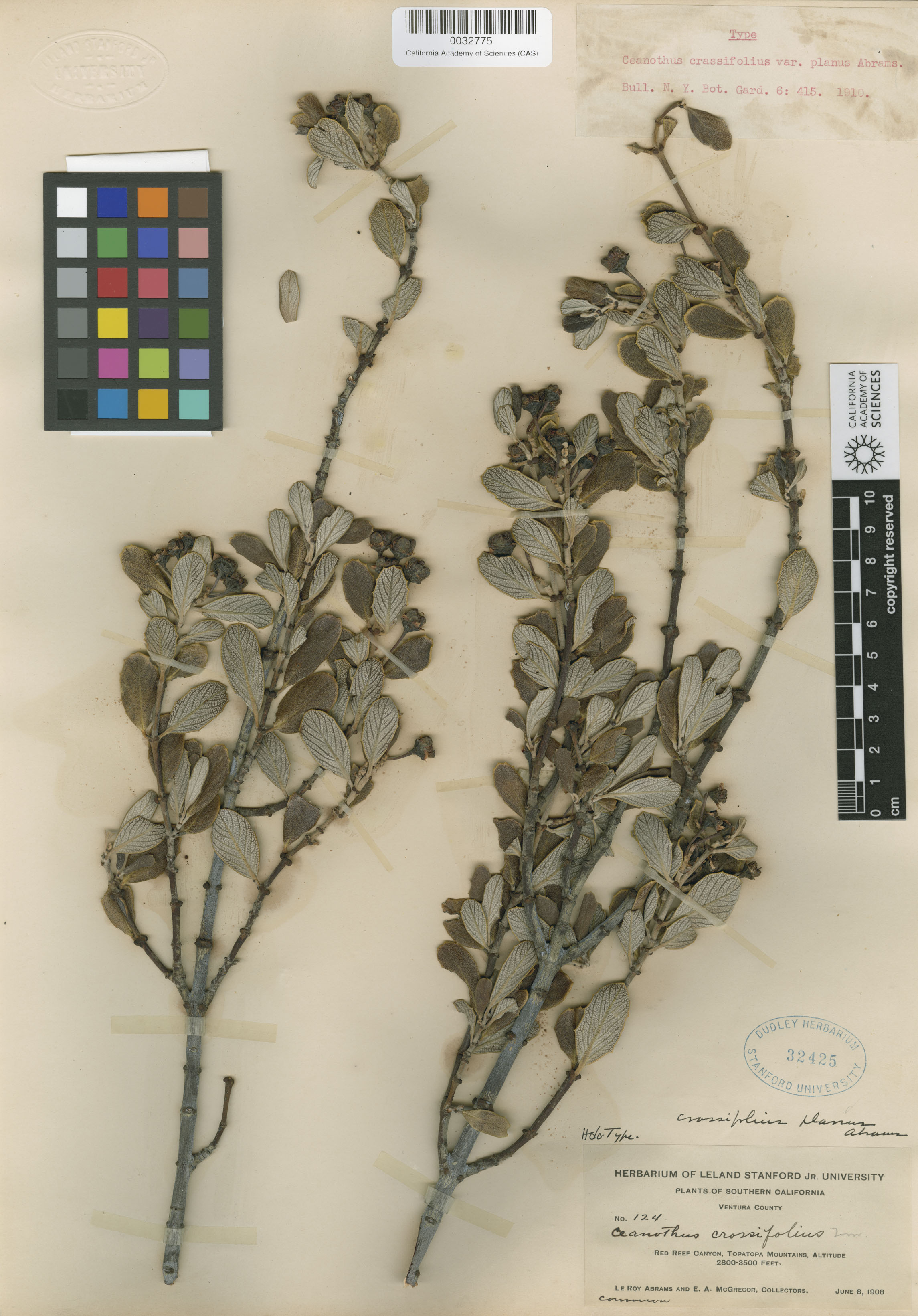 Ceanothus crassifolius image